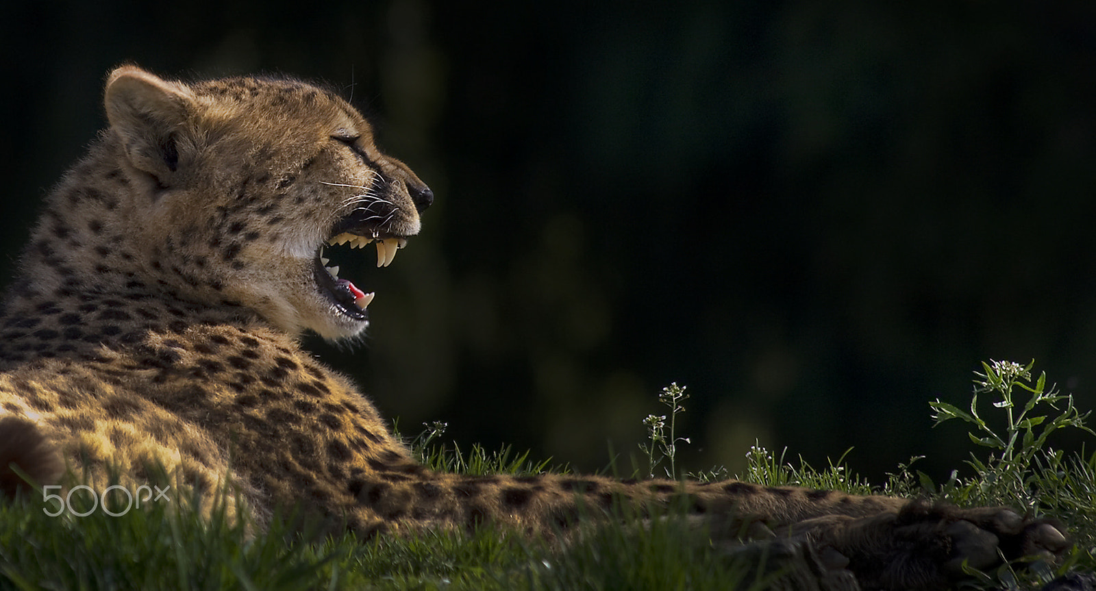 Canon EOS-1D Mark III sample photo. Cheetah photography