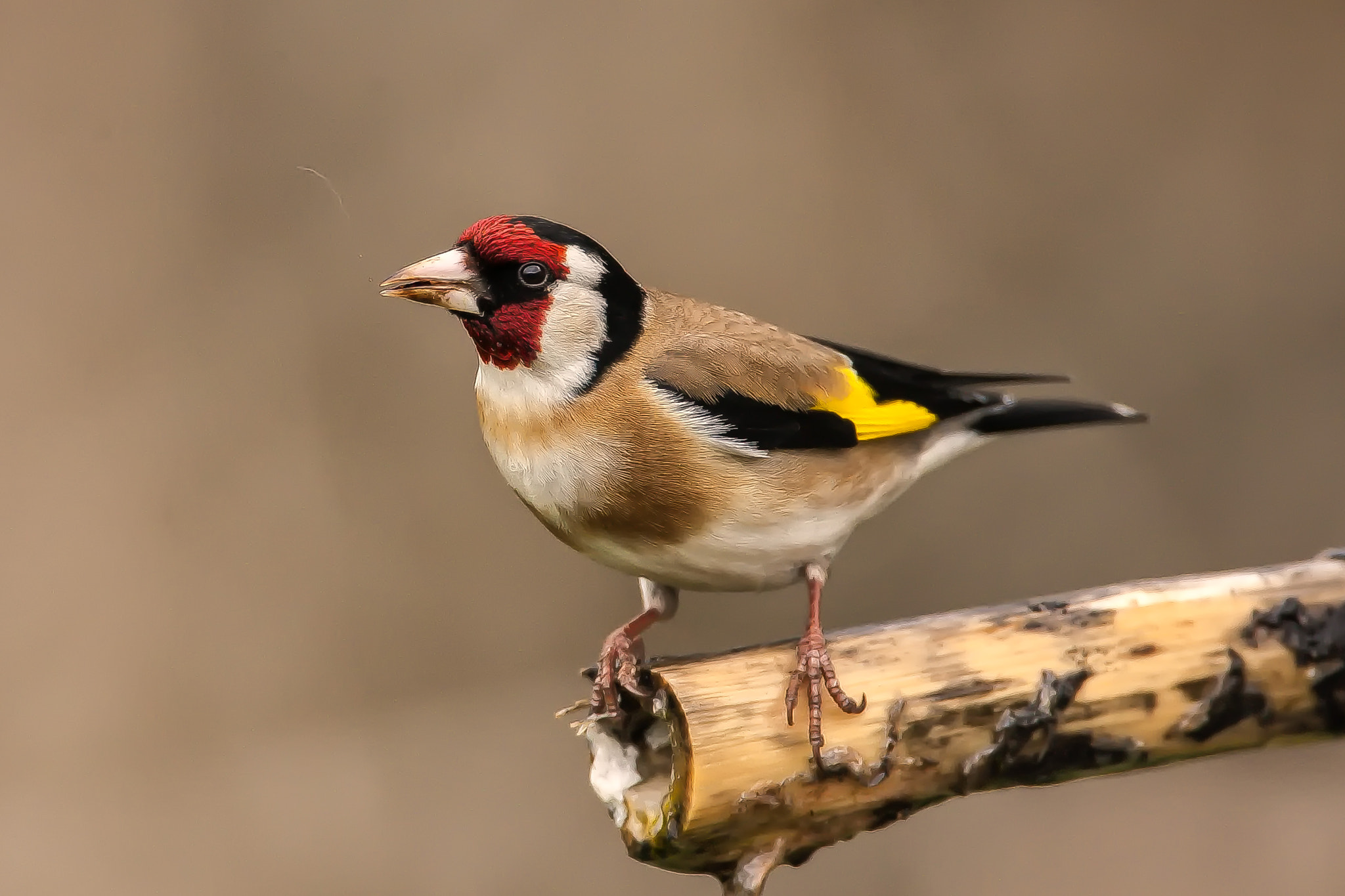 Canon EOS-1D Mark III + Canon EF 500mm F4L IS USM sample photo. Carduelis cardelis photography