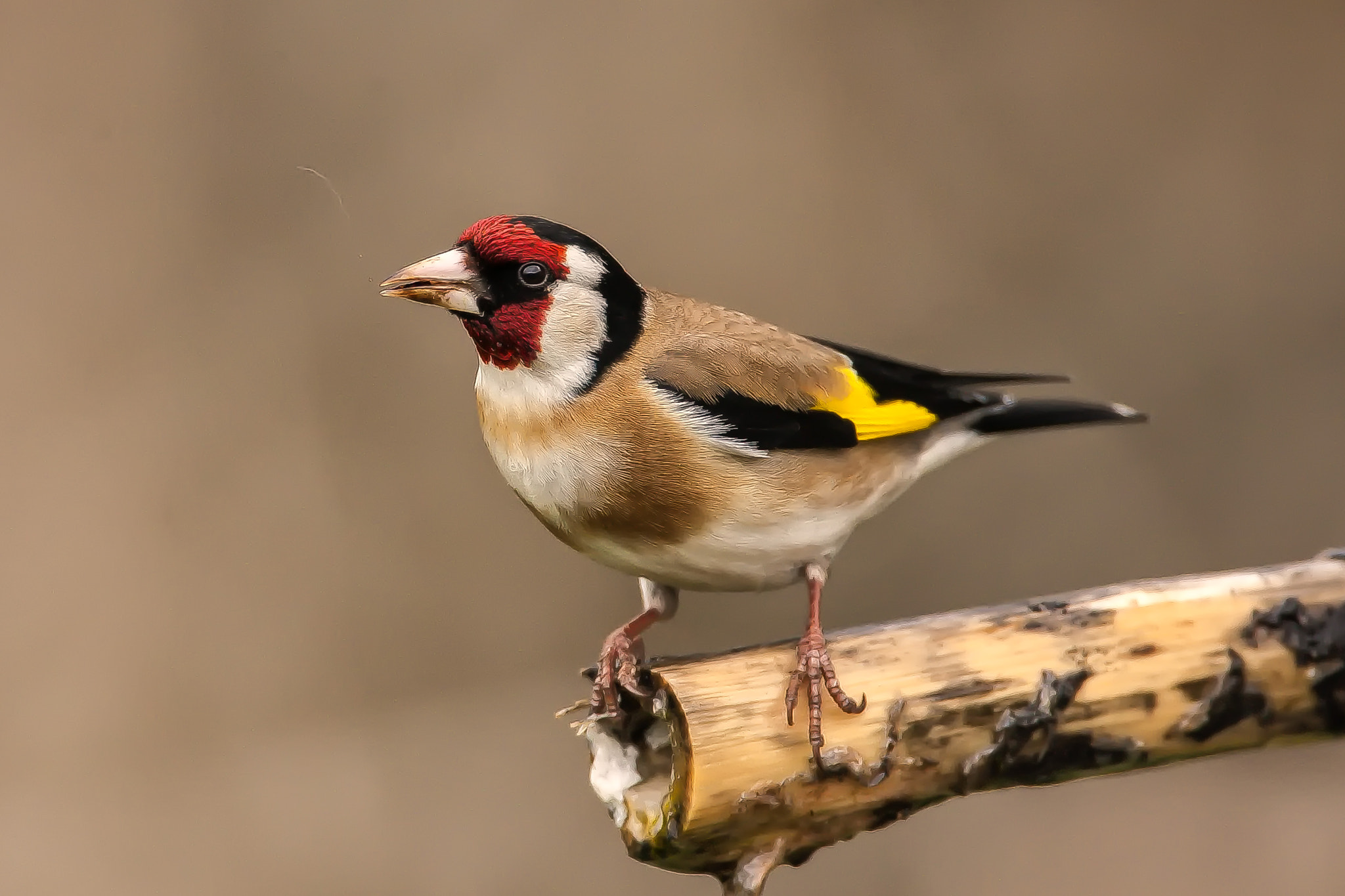 Canon EF 500mm F4L IS USM sample photo. Carduelis cardelis photography