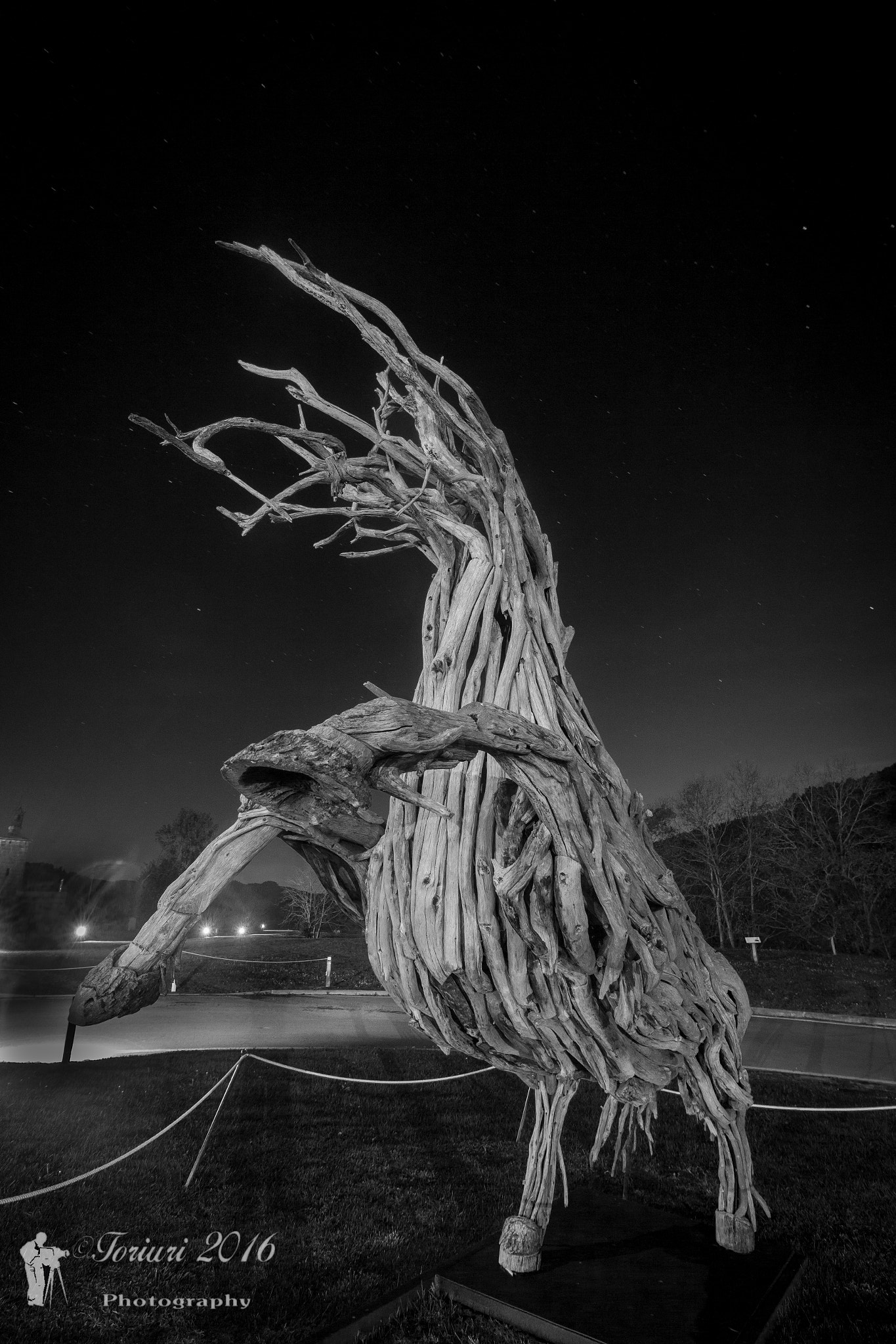 Canon EF-S 10-18mm F4.5–5.6 IS STM sample photo. Salvaje. photography