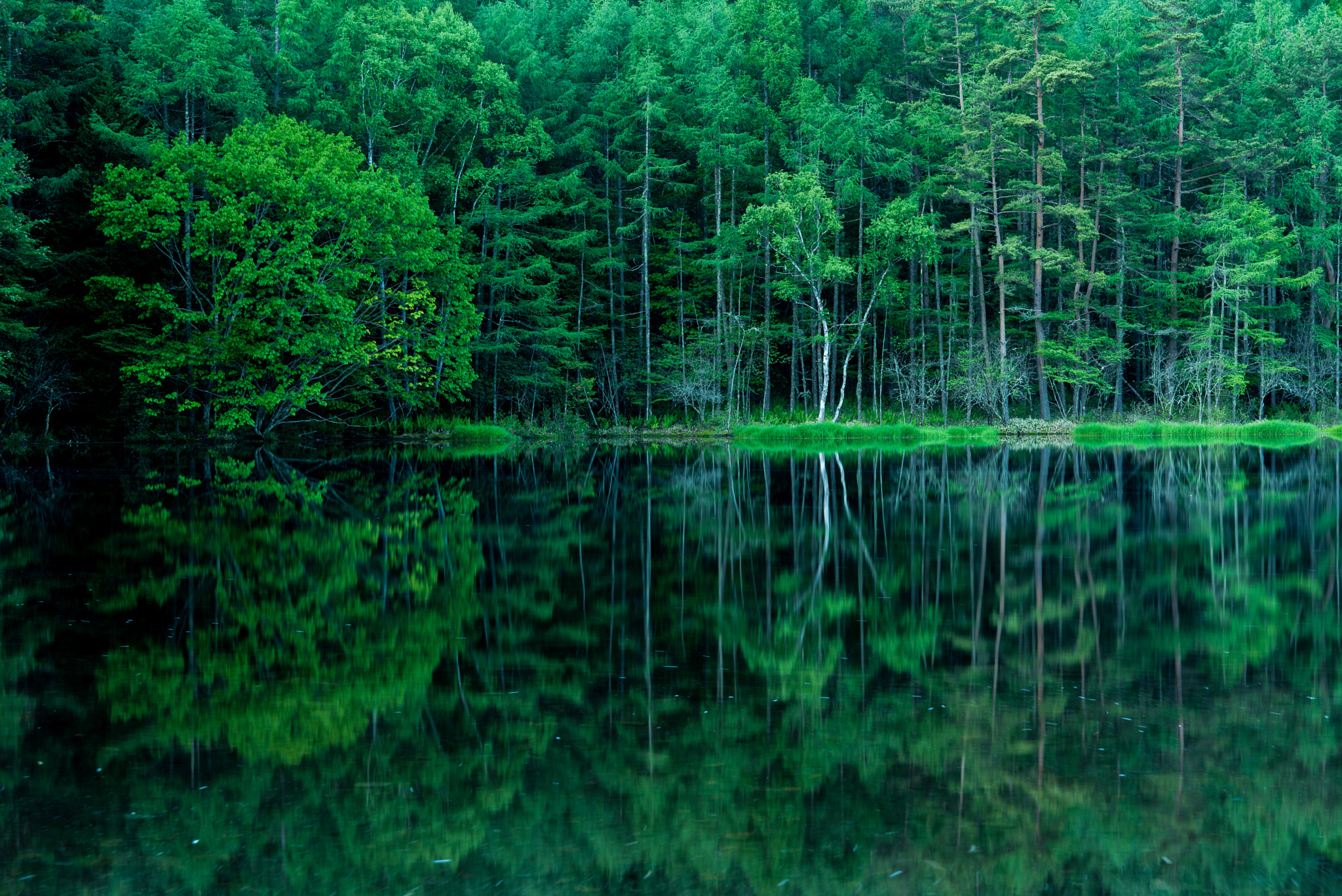 Sony a7R sample photo. Deep green op.3 photography