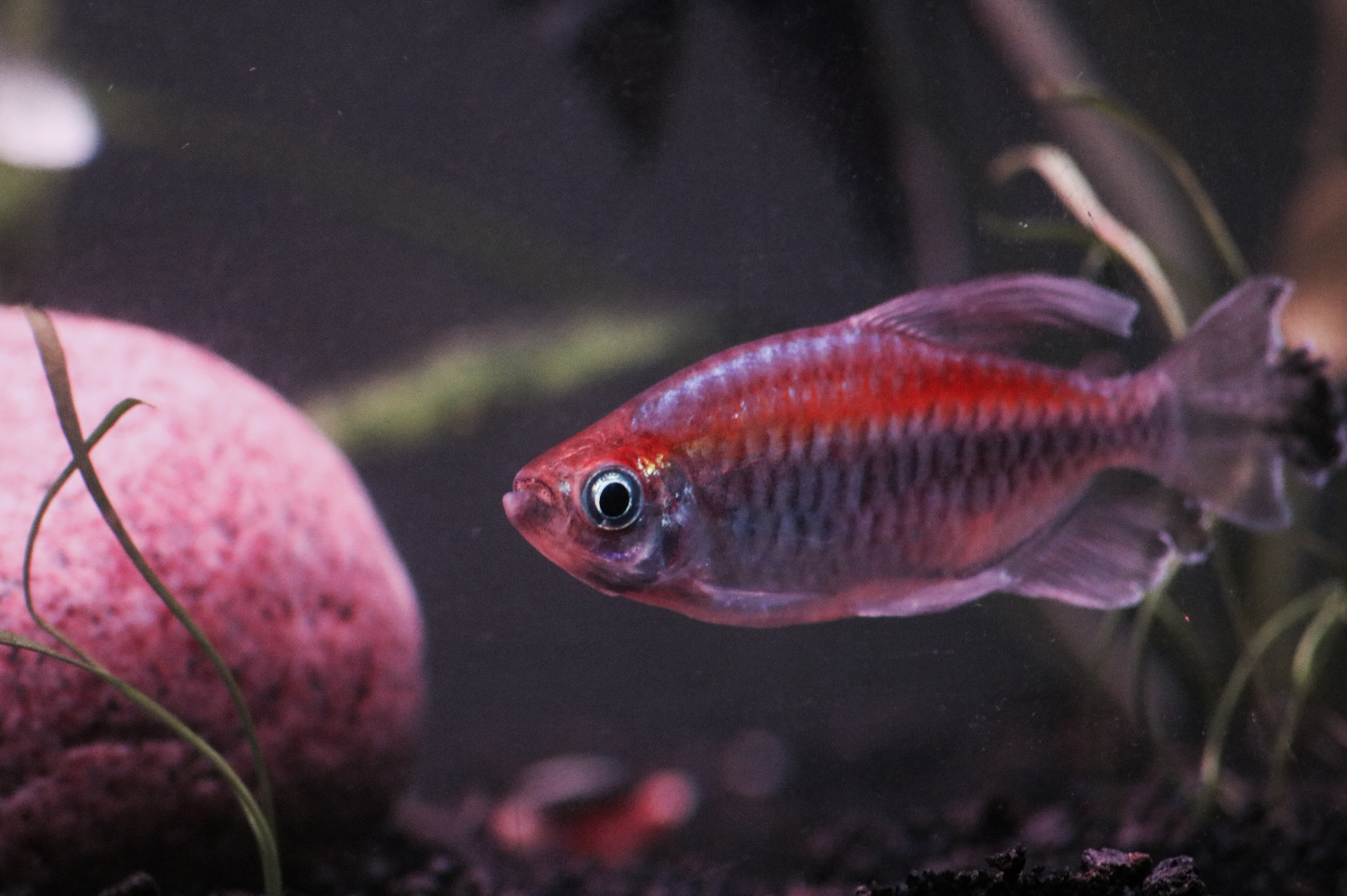 Canon EOS 750D (EOS Rebel T6i / EOS Kiss X8i) + Canon 70-300mm sample photo. Congo tetra, 2016 photography