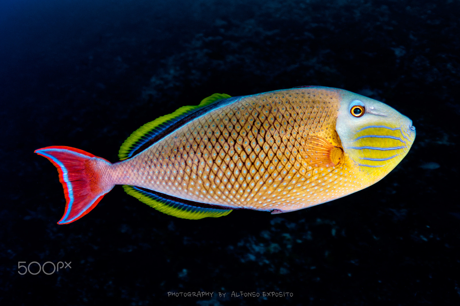 Tokina AT-X 10-17mm F3.5-4.5 DX Fisheye sample photo. Triggerfish photography