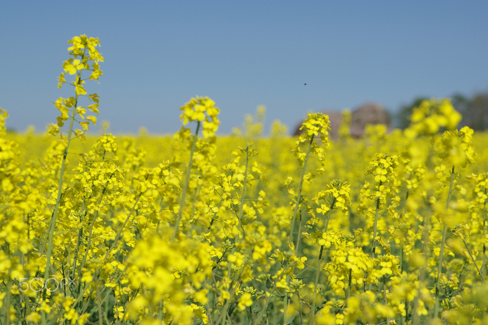 Tamron AF 28-75mm F2.8 XR Di LD Aspherical (IF) sample photo. All yellow photography