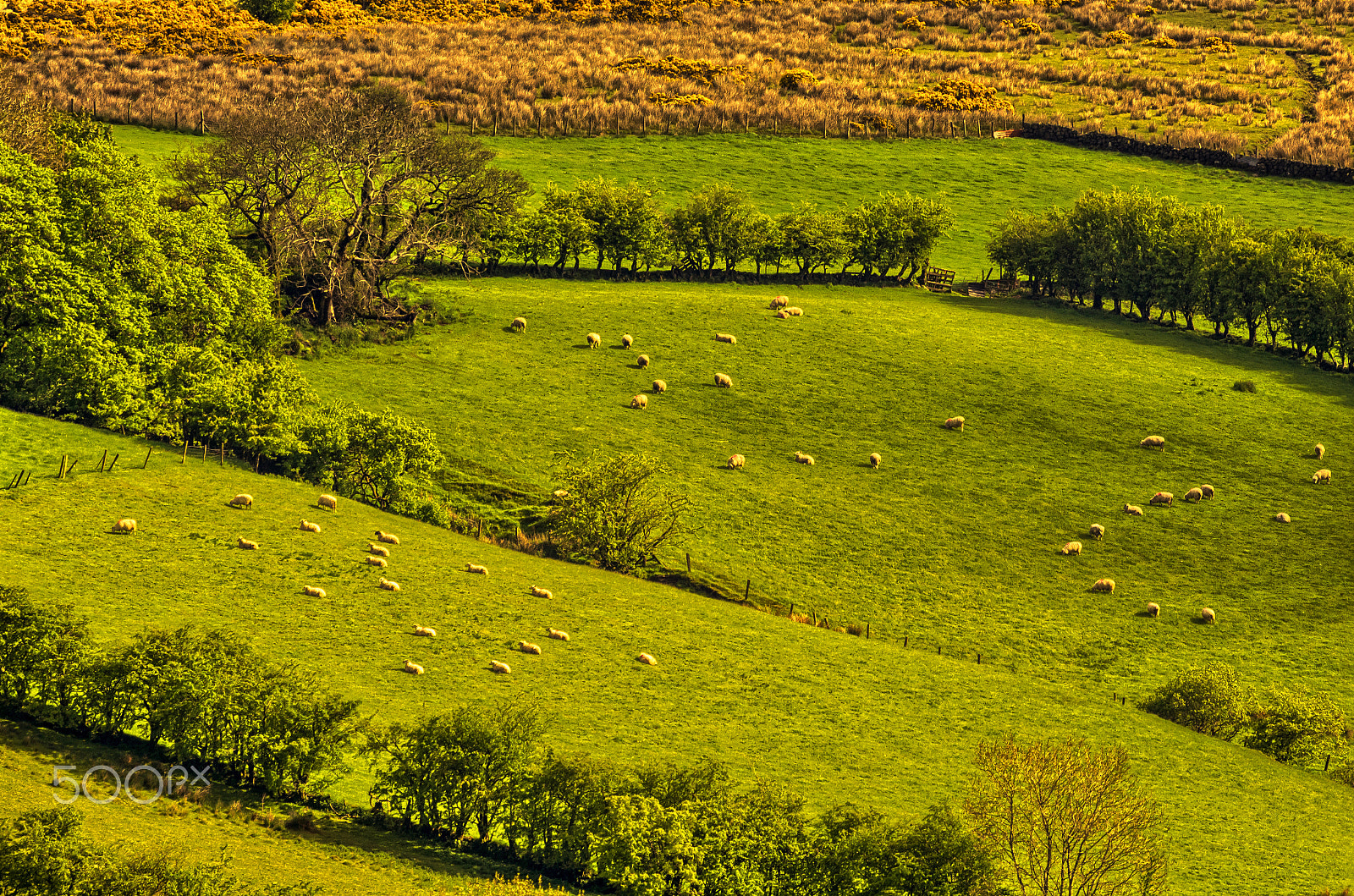Pentax K-5 sample photo. Sheeps on the hills photography