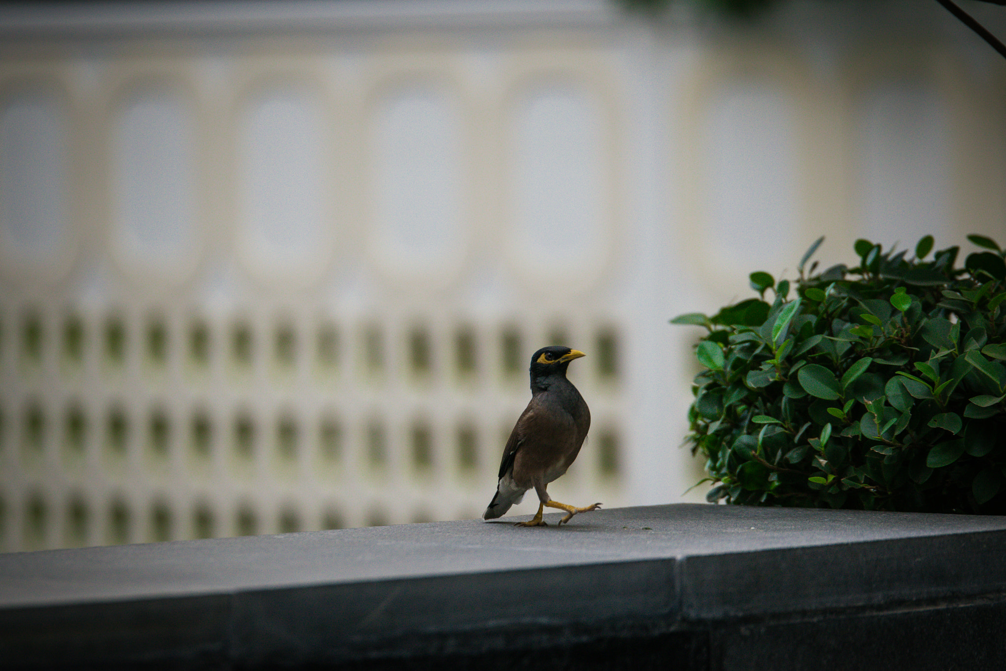 Nikon AF-S Nikkor 70-200mm F2.8G ED VR II sample photo. Like a boss. photography
