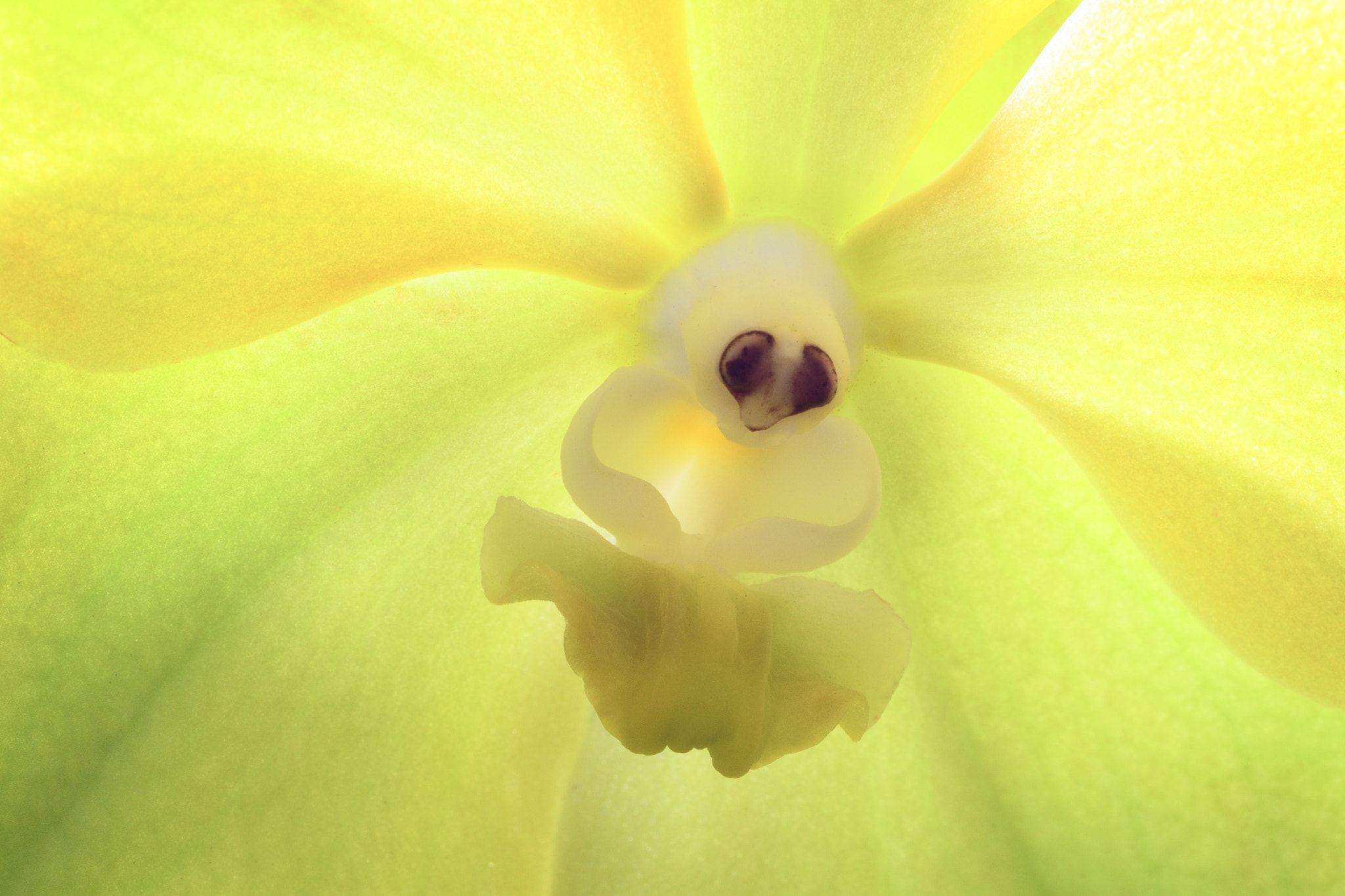 Nikon D500 + Nikon PC-E Micro-Nikkor 85mm F2.8D Tilt-Shift sample photo. Orchid photography