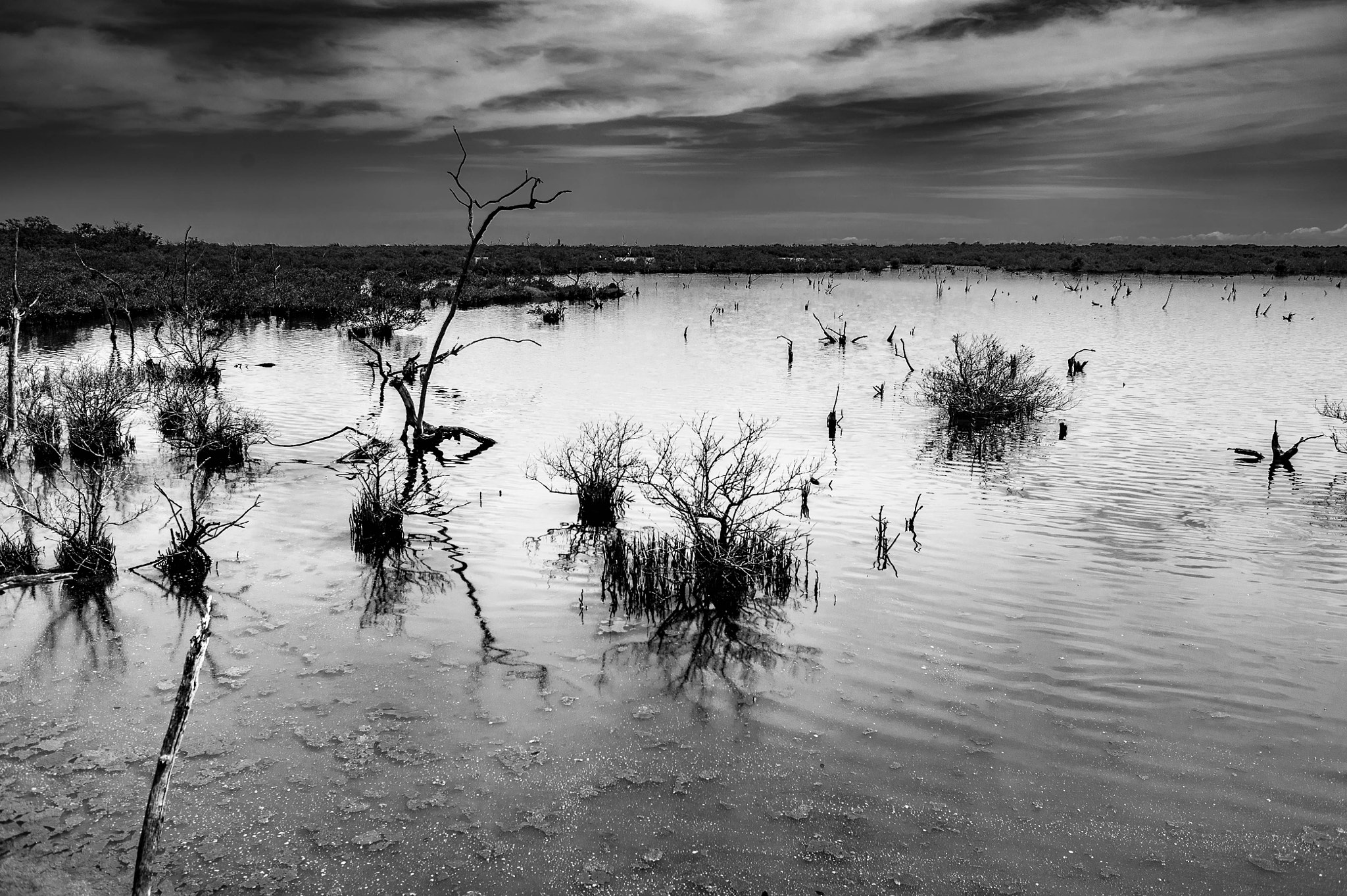AF Nikkor 28mm f/2.8 sample photo. Swamp land photography