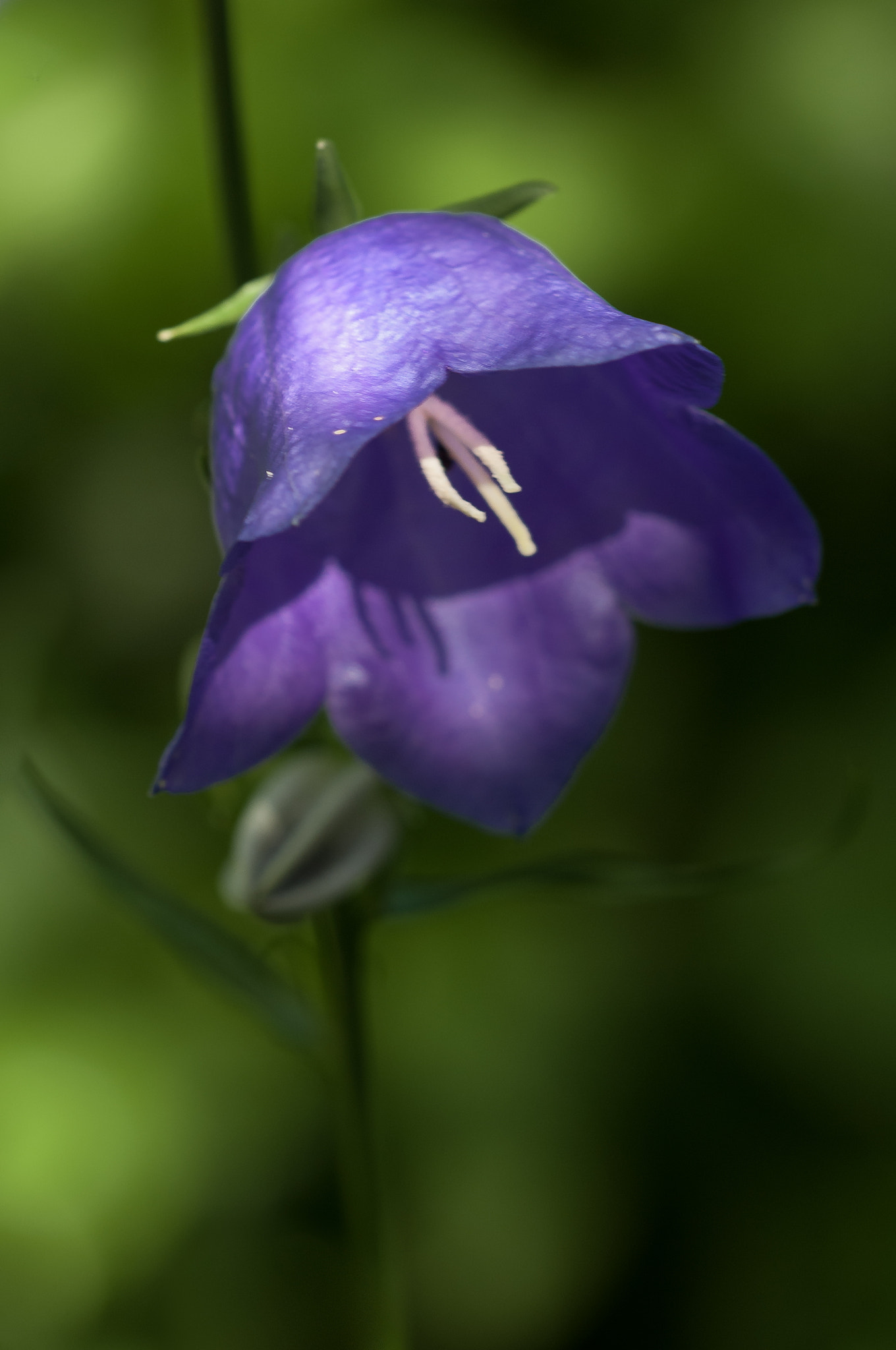 Sigma 105mm F2.8 EX DG OS HSM sample photo. Bellflower photography