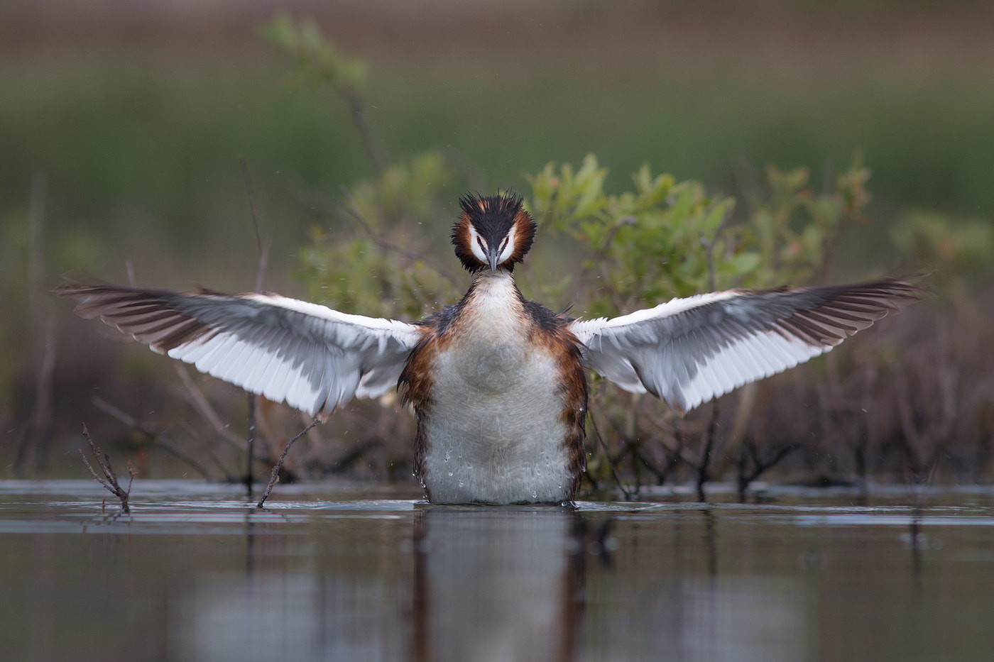 Canon EOS 70D + Canon EF 300mm F4L IS USM sample photo. Spread your wings photography