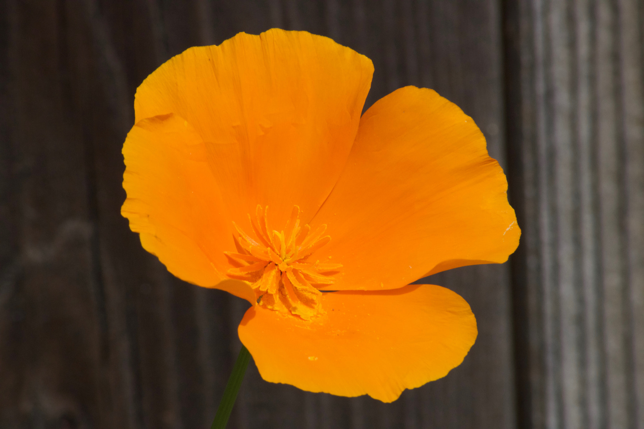 Canon EOS 750D (EOS Rebel T6i / EOS Kiss X8i) sample photo. California poppy photography