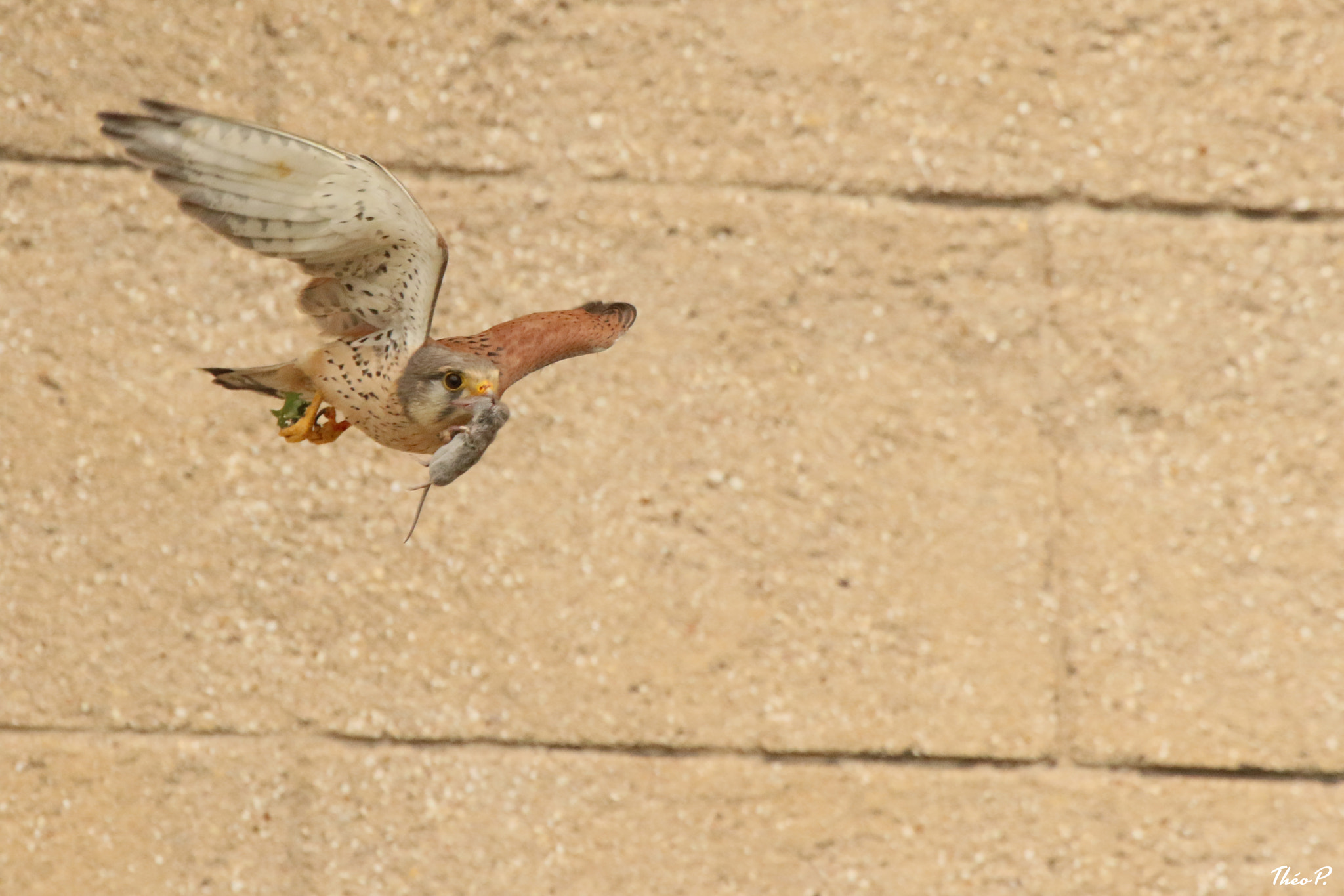 Canon EF 300mm F2.8L IS USM sample photo. Kestrel / faucon crécerelle photography