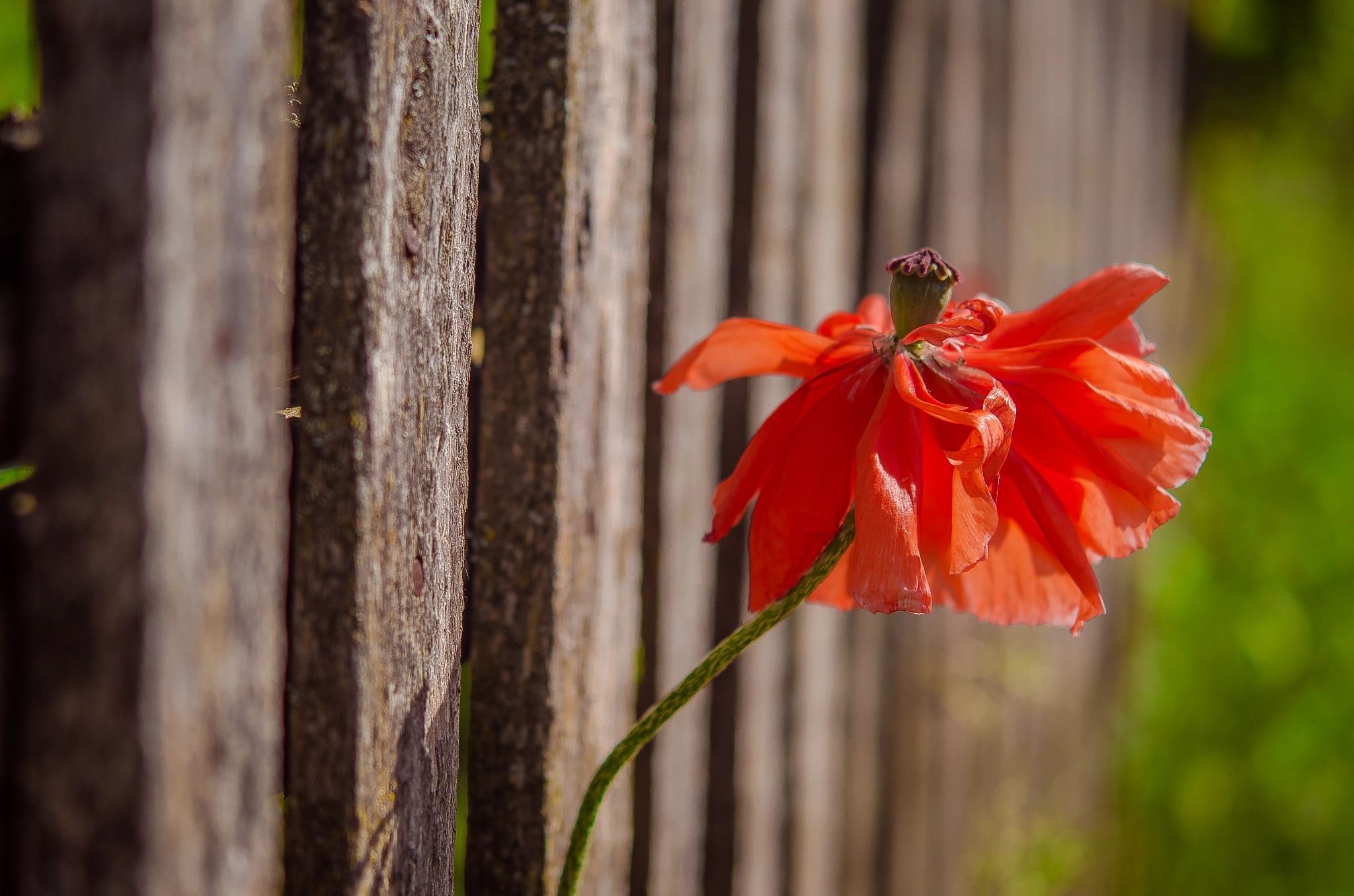 Nikon AF-S Micro-Nikkor 60mm F2.8G ED sample photo. Poppy photography