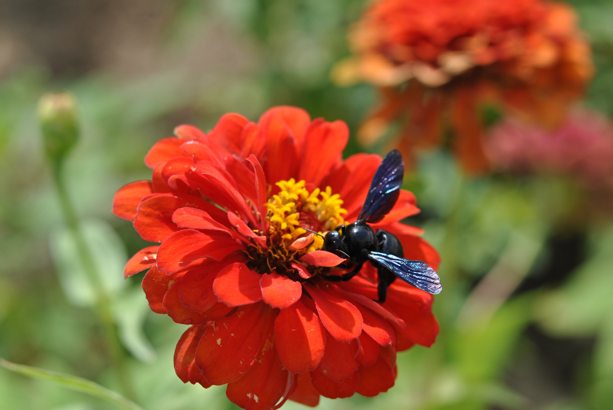 Nikon AF-S Micro-Nikkor 60mm F2.8G ED sample photo. Nectar collector photography