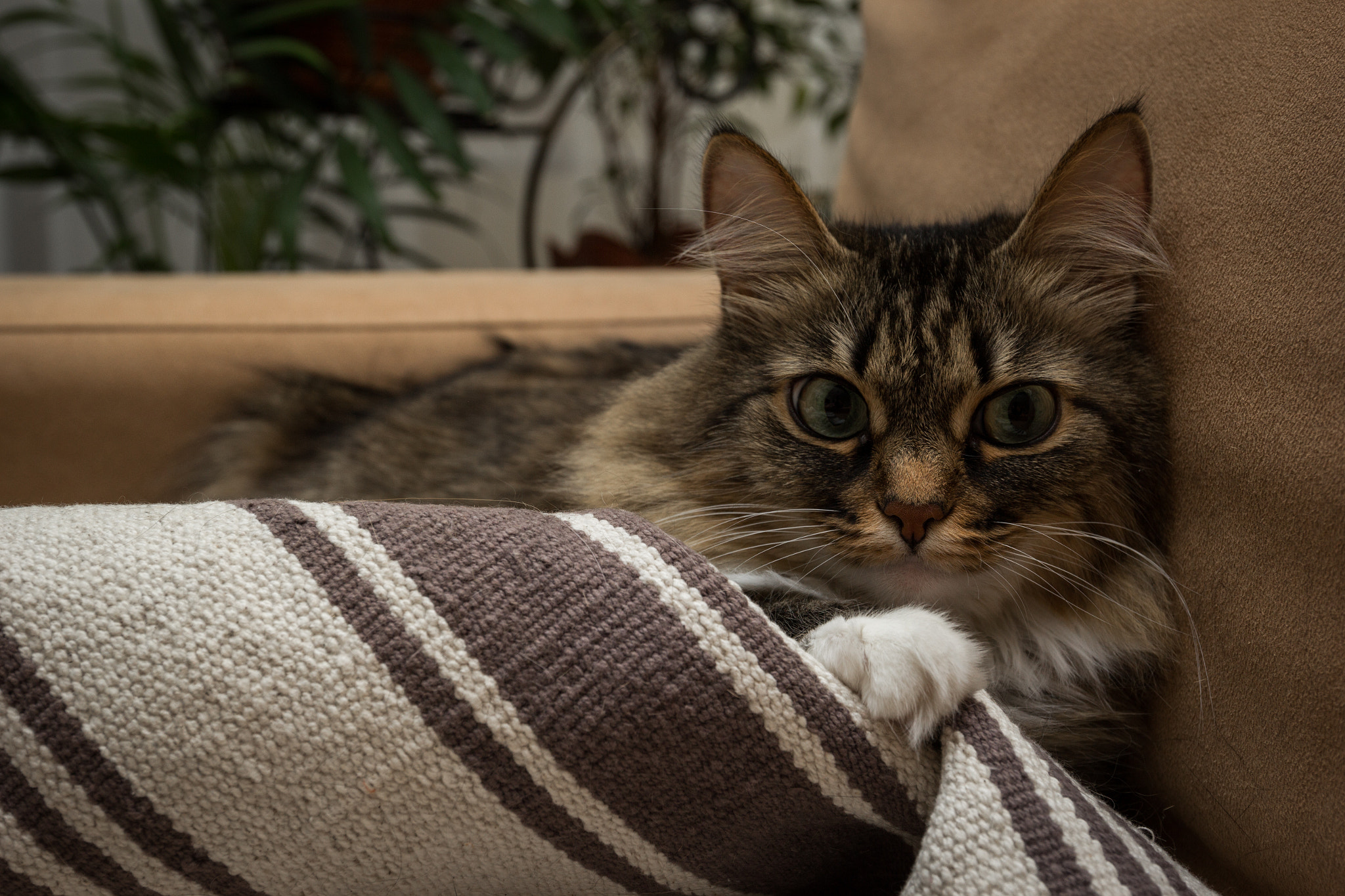 Canon EOS 60D + Canon EF 16-35mm F4L IS USM sample photo. Cat photography