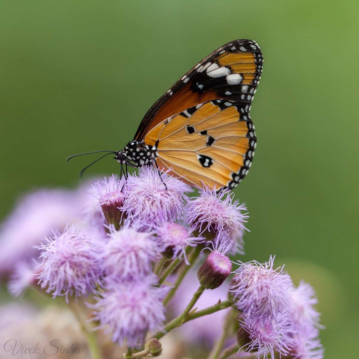 Sigma APO Macro 180mm F2.8 EX DG OS HSM sample photo. African monarch photography
