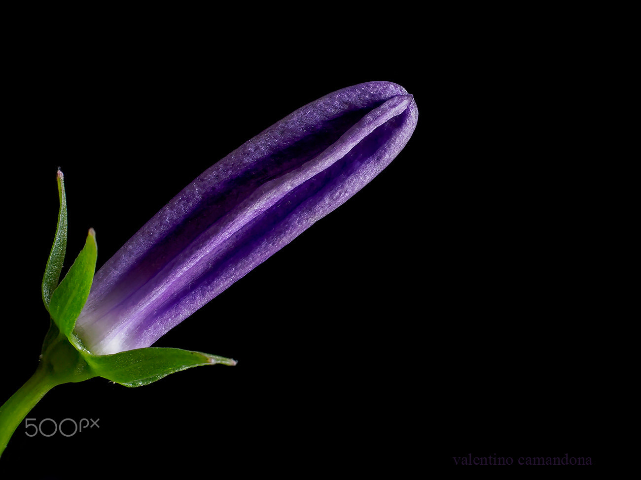 Olympus M.Zuiko Digital ED 60mm F2.8 Macro sample photo. Campanula bud photography
