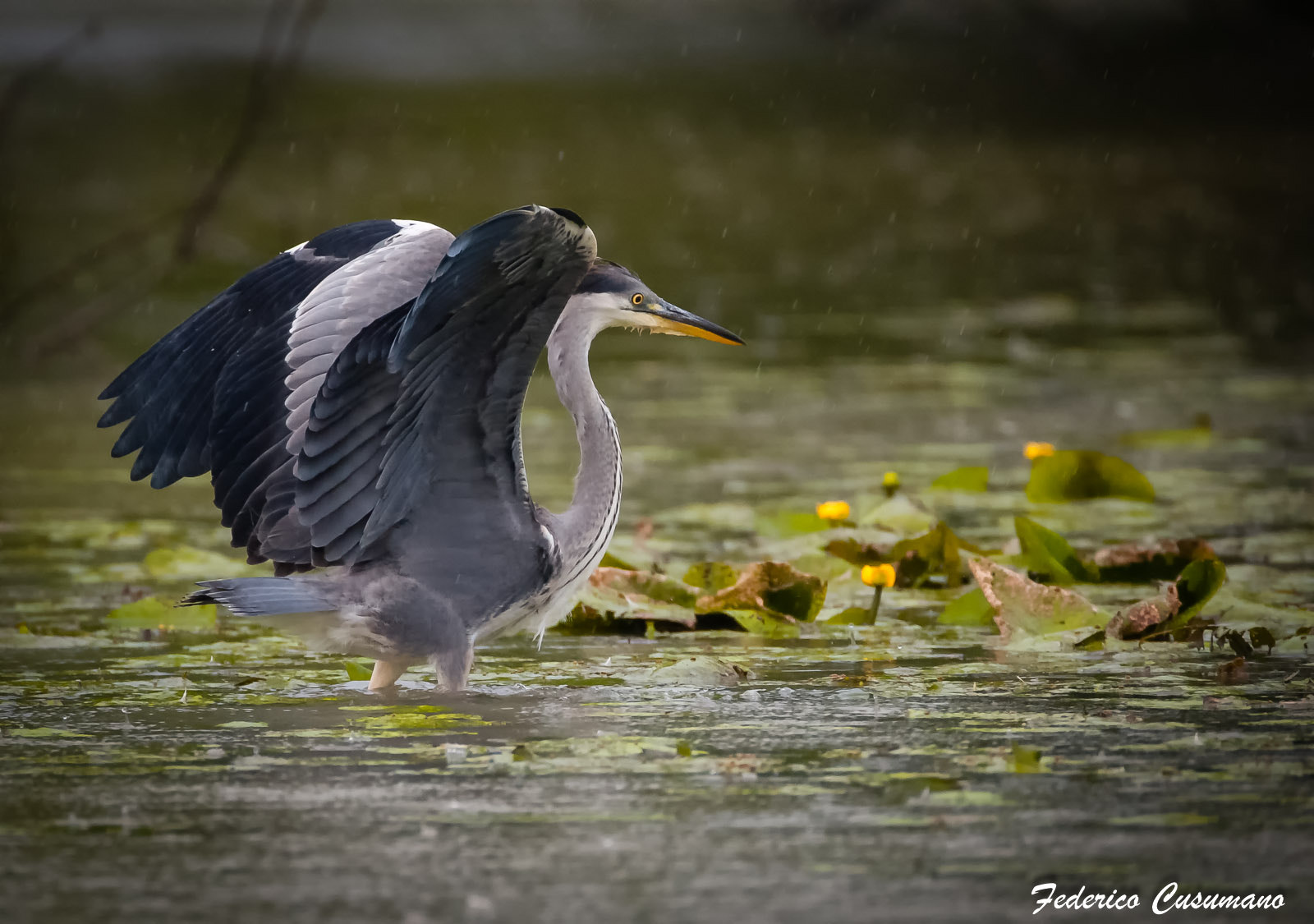 Sigma 150-600mm F5-6.3 DG OS HSM | C sample photo. Cenerino photography