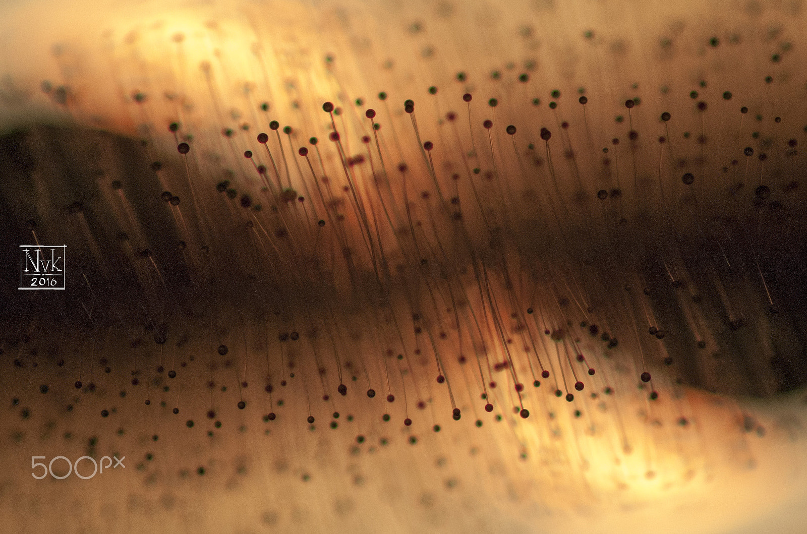 Canon EF 100mm F2.8 Macro USM sample photo. In the beginning i photography