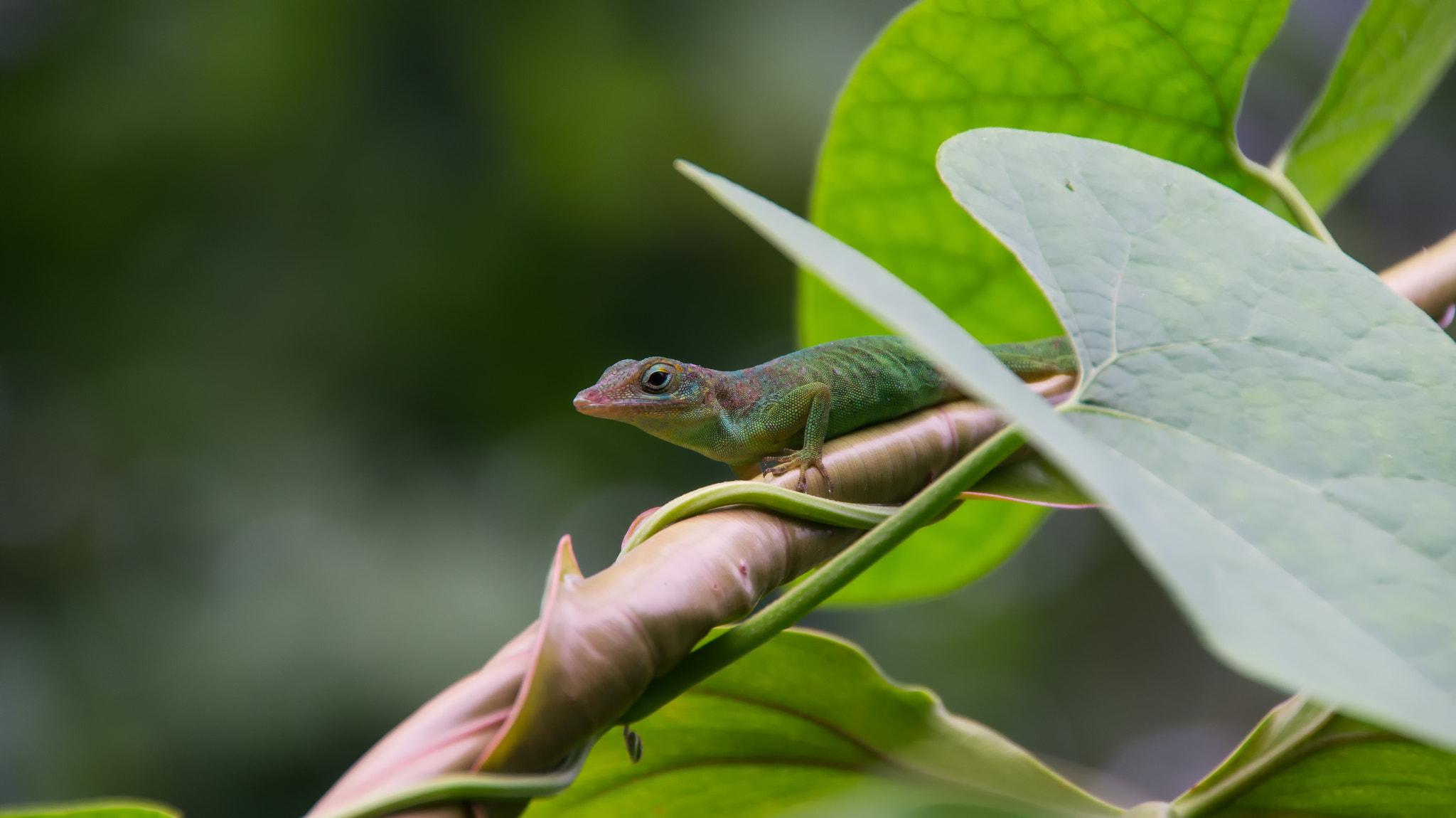 Tamron 18-270mm F3.5-6.3 Di II PZD sample photo. Anolis marmoratus photography