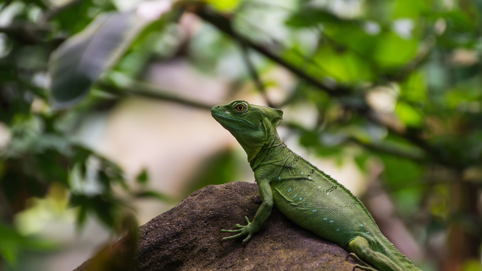 Sony SLT-A58 + DT 18-270mm F3.5-6.3 SSM sample photo. Basiliscus basiliscus photography