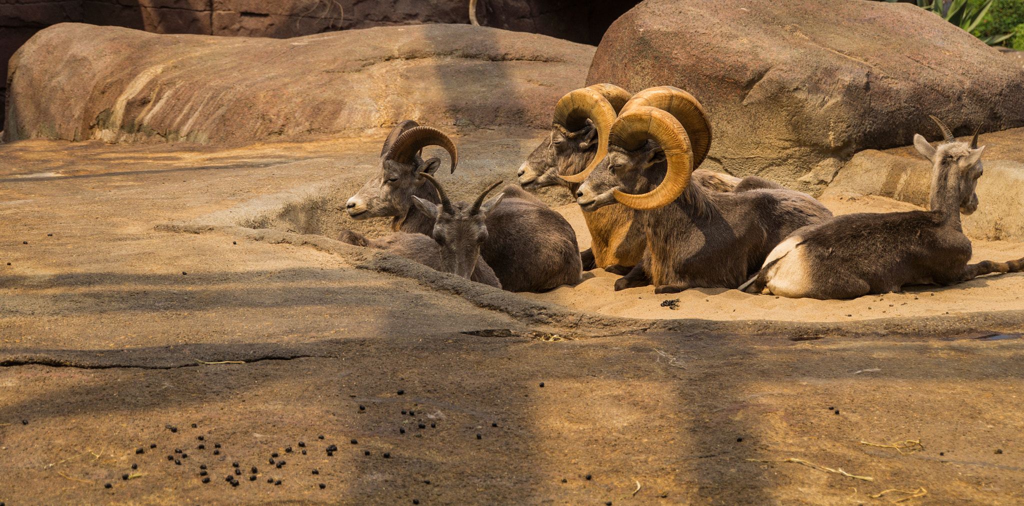 Tamron 18-270mm F3.5-6.3 Di II PZD sample photo. Ovis canadensis photography