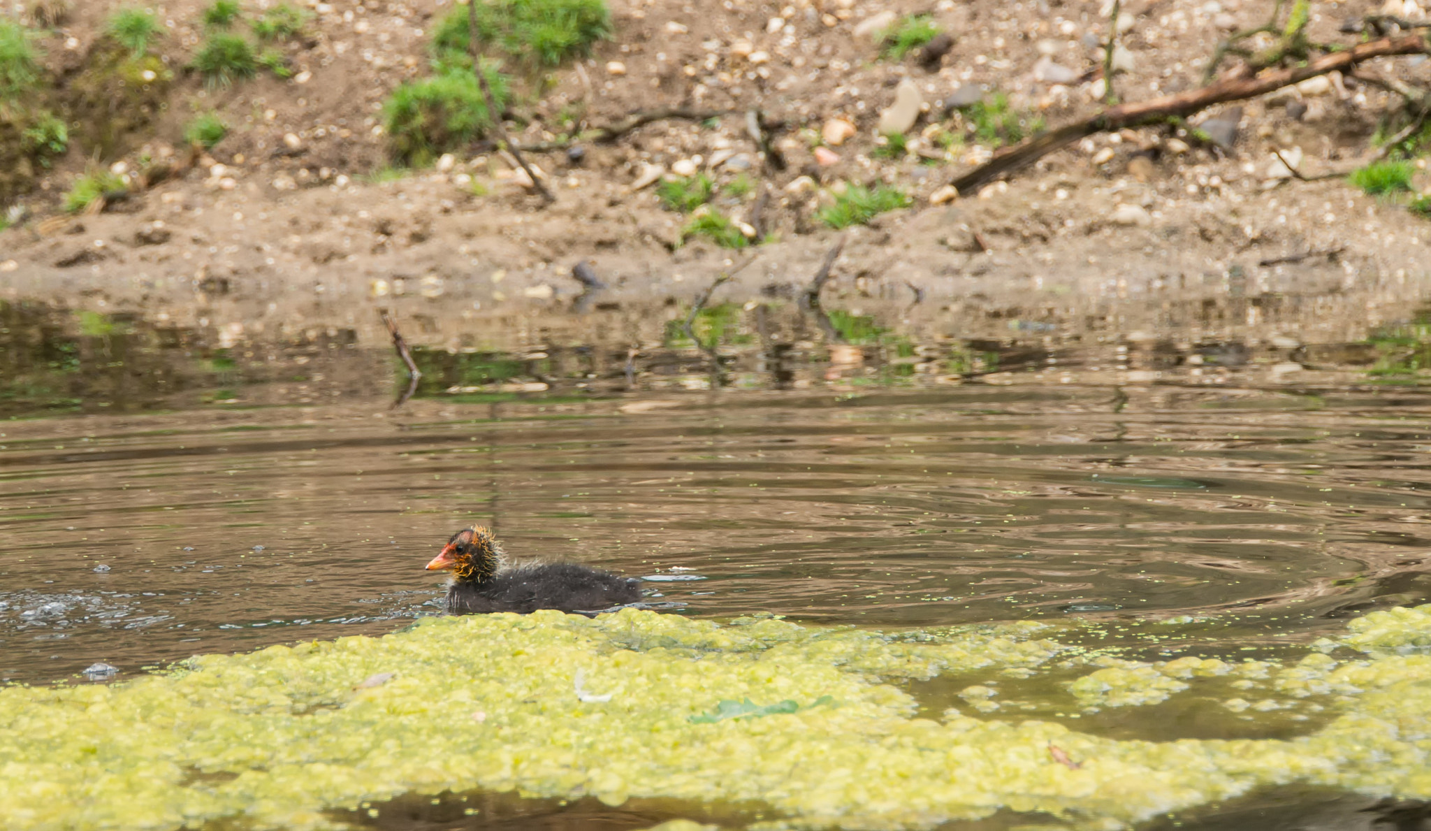 Tamron 18-270mm F3.5-6.3 Di II PZD sample photo. Young coot photography