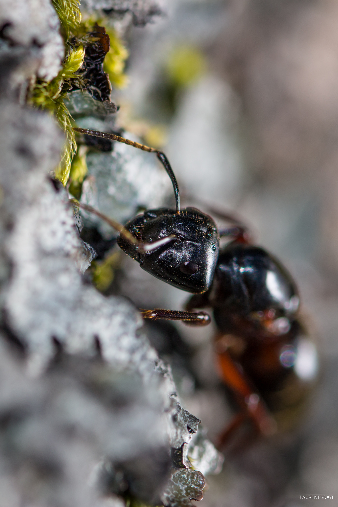 Canon EOS 100D (EOS Rebel SL1 / EOS Kiss X7) + Canon EF 100mm F2.8L Macro IS USM sample photo. Fourmis travailleuse photography