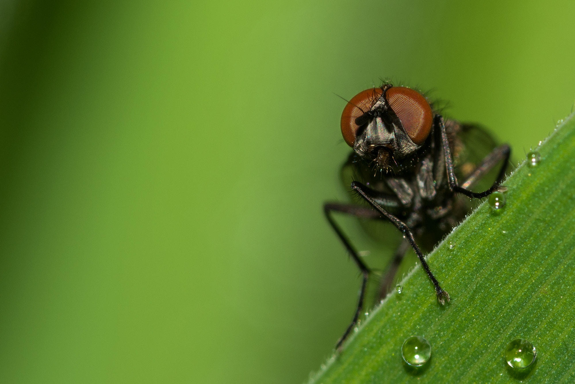 Nikon D810 + Nikon AF Micro-Nikkor 200mm F4D ED-IF sample photo. To infinity... photography