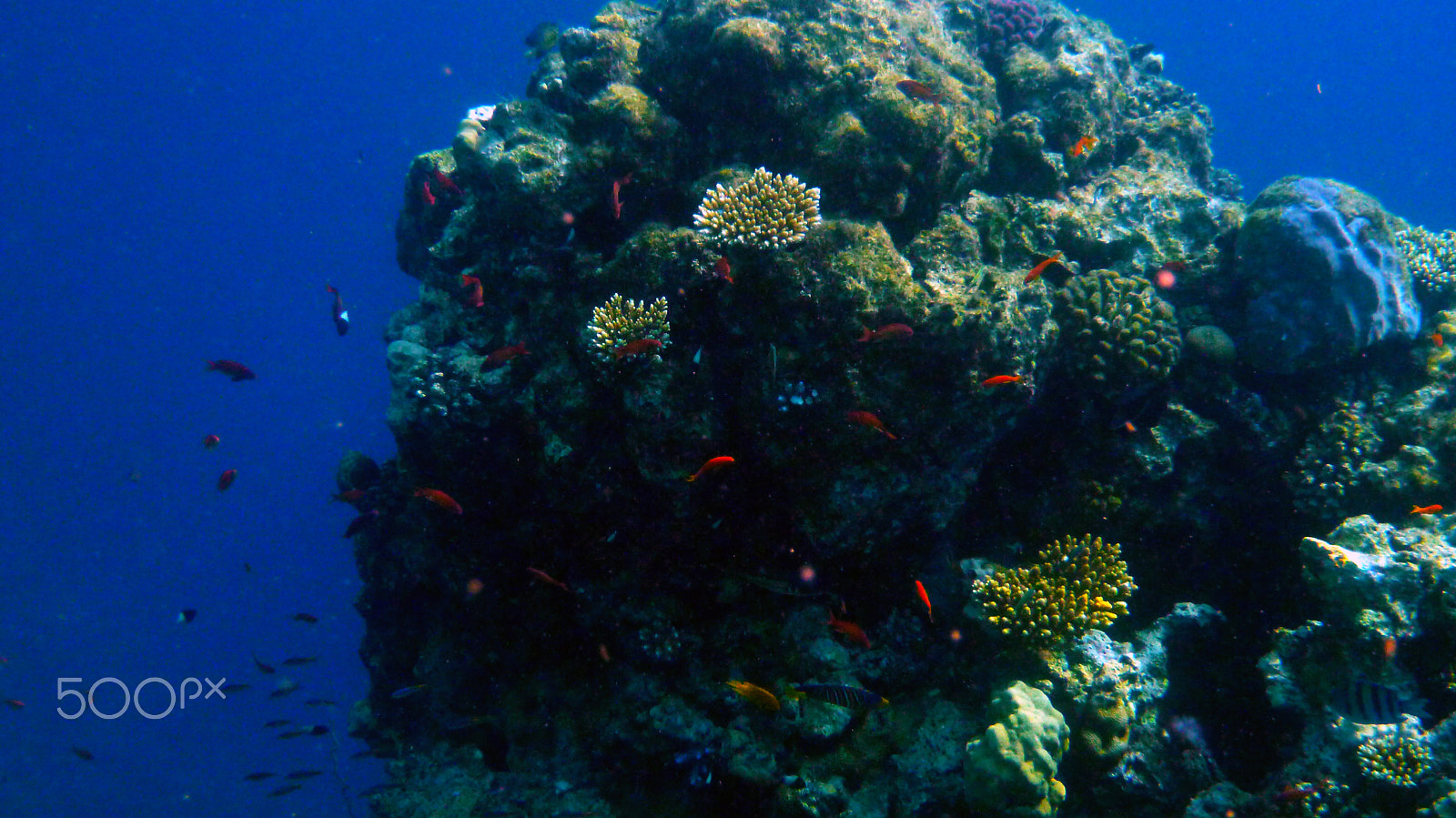 Panasonic DMC-FT3 sample photo. Coral reef detail photography