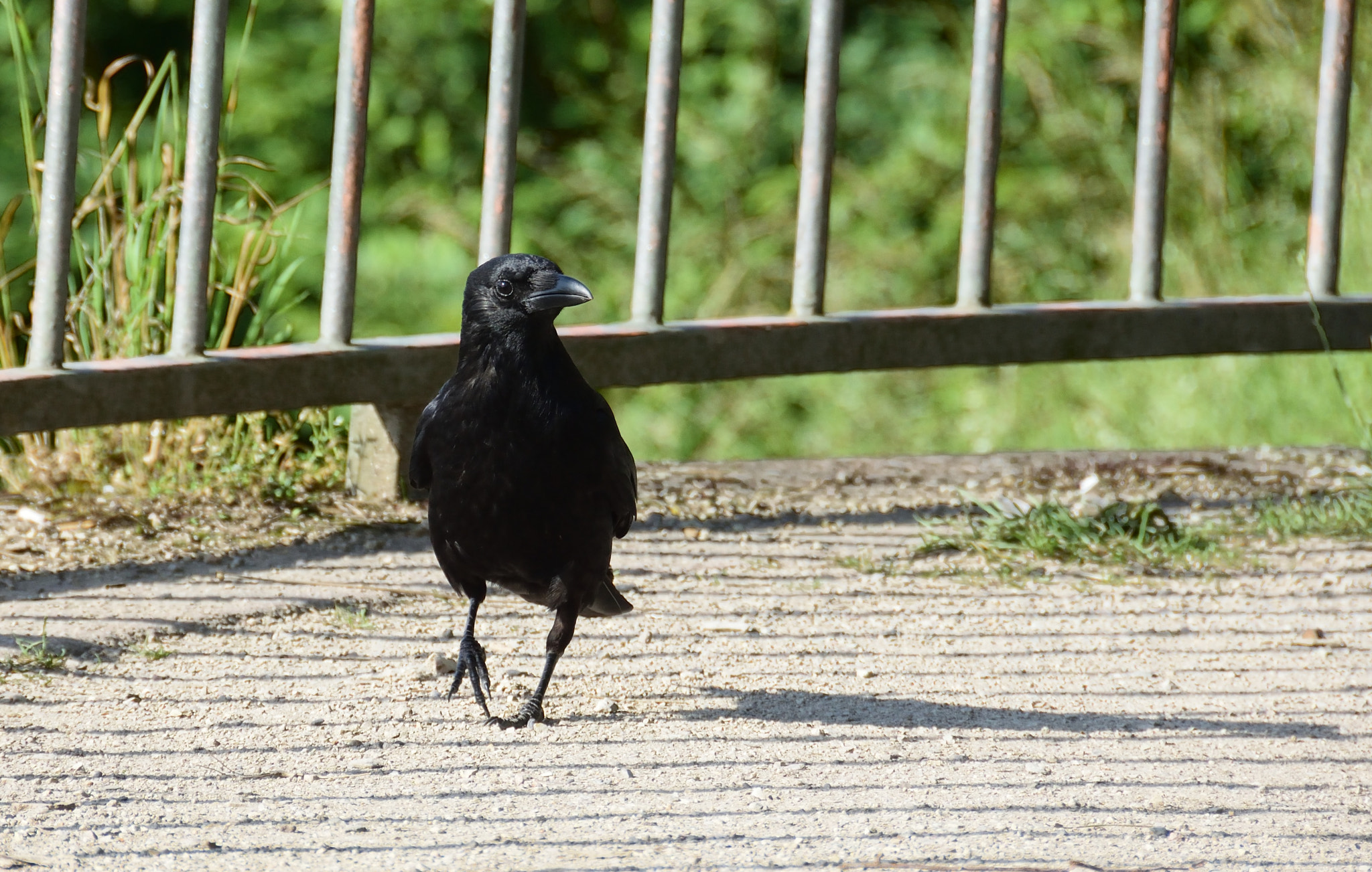 Nikon D3300 + Nikon AF-S DX Nikkor 18-200mm F3.5-5.6G ED VR II sample photo. Raven's shadow photography