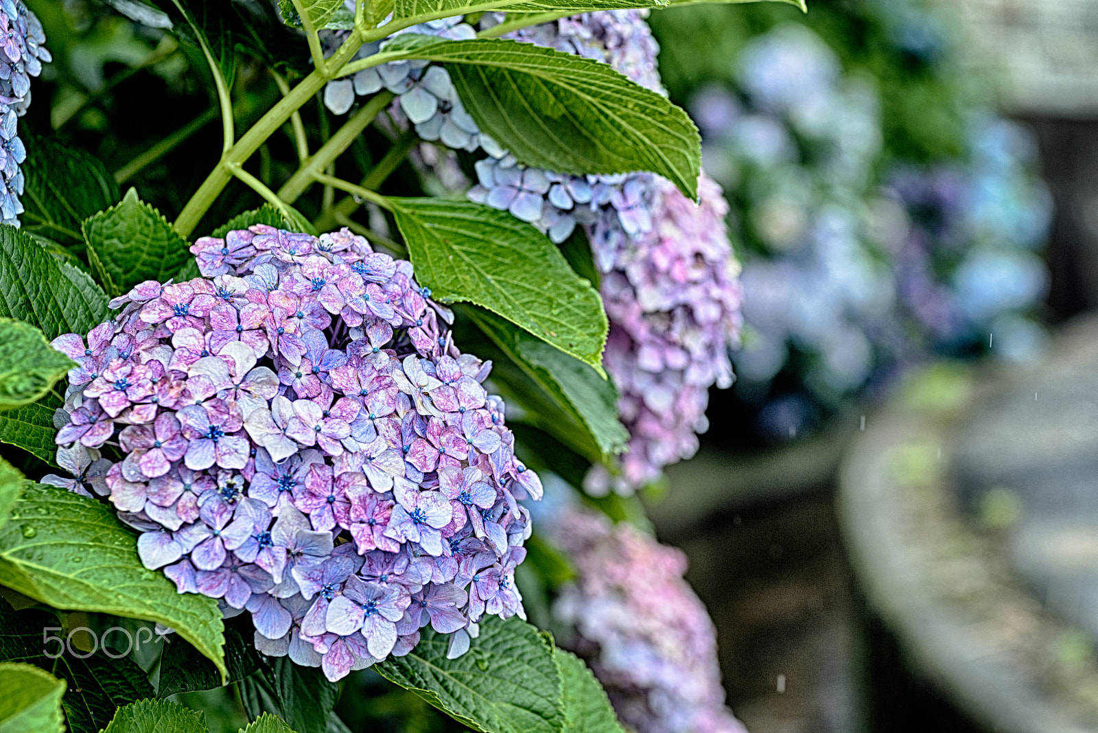 Nikon D600 sample photo. あじさい photography