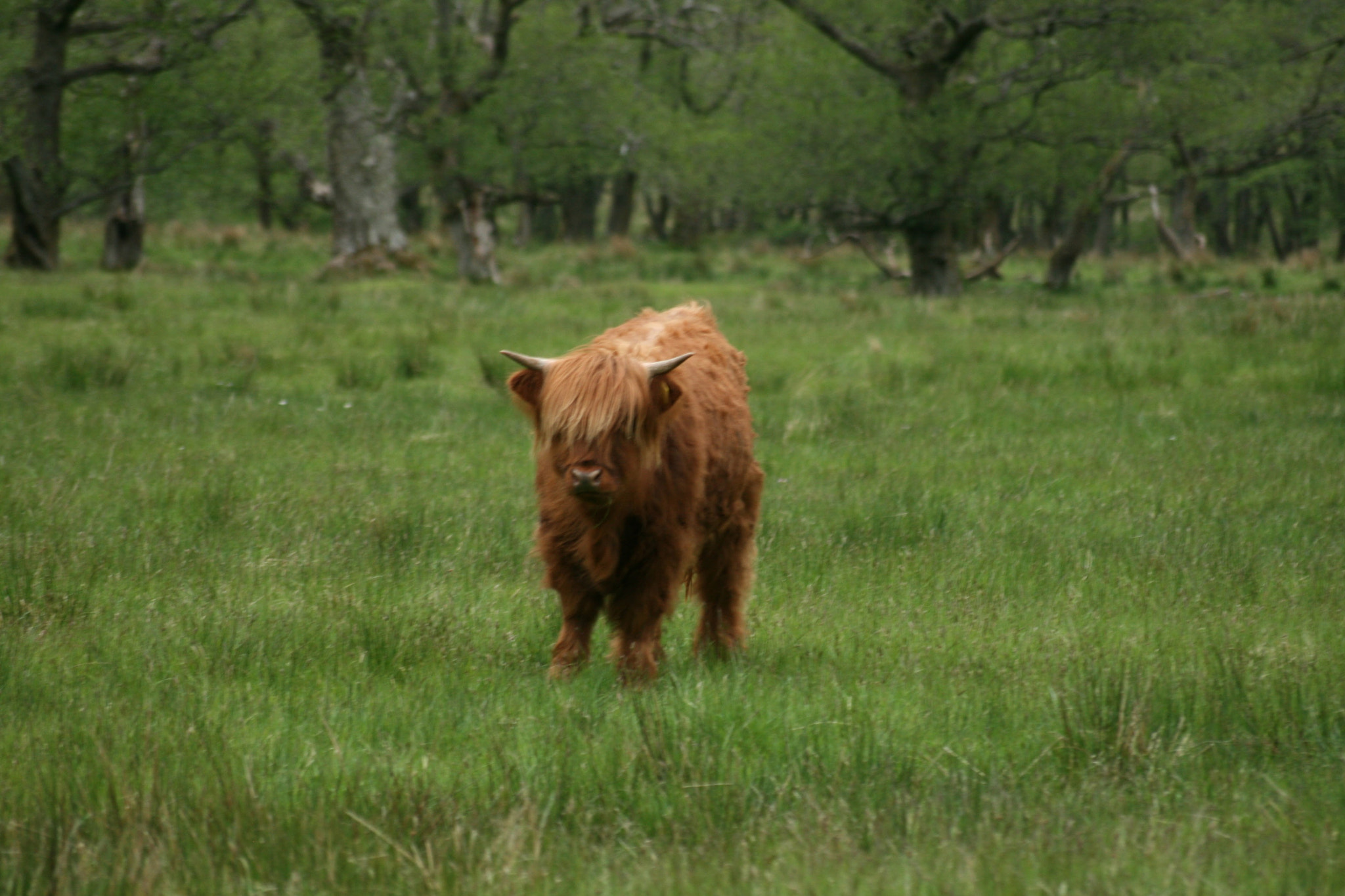 Sigma 55-200mm f/4-5.6 DC sample photo. Baby highland cow photography