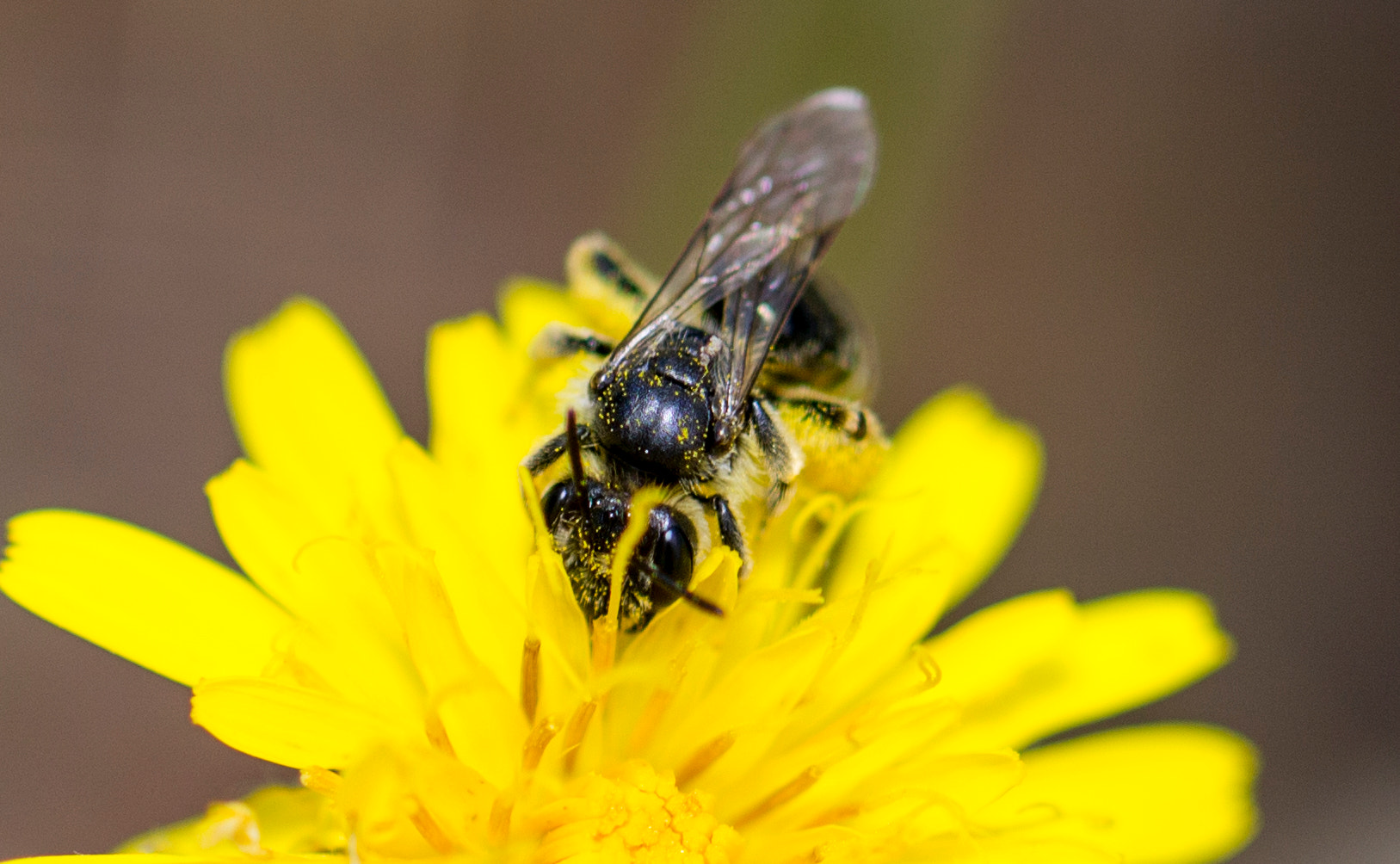 Canon EOS 1100D (EOS Rebel T3 / EOS Kiss X50) + Canon EF 100mm F2.8L Macro IS USM sample photo. Bee with dandilion photography