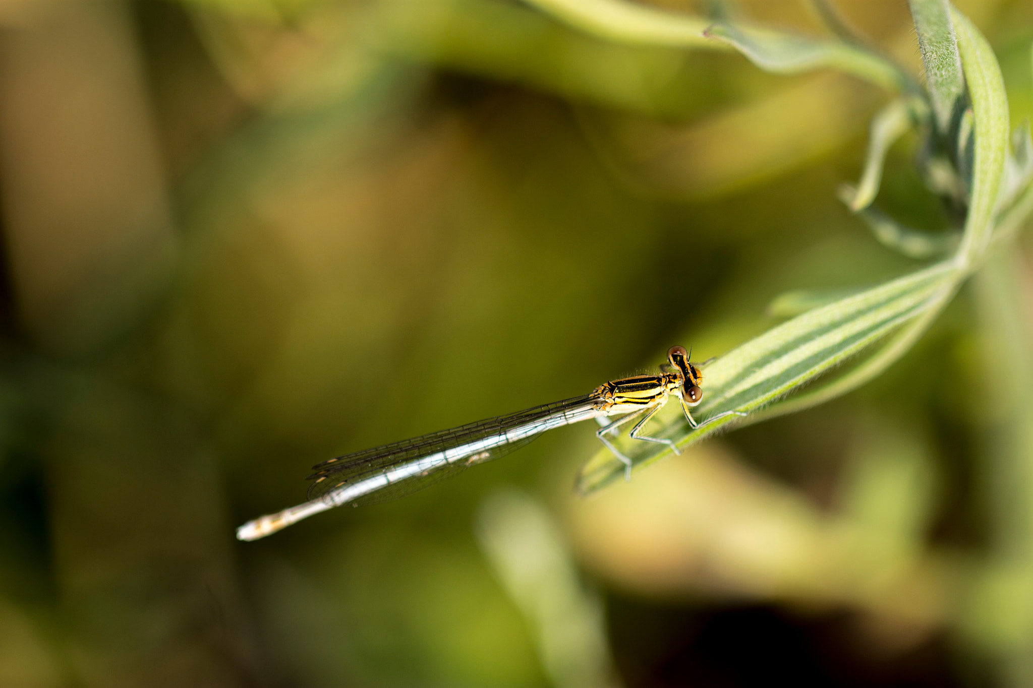 Canon EOS 1100D (EOS Rebel T3 / EOS Kiss X50) + Canon EF 100mm F2.8L Macro IS USM sample photo. Dragonfly with red eyes photography