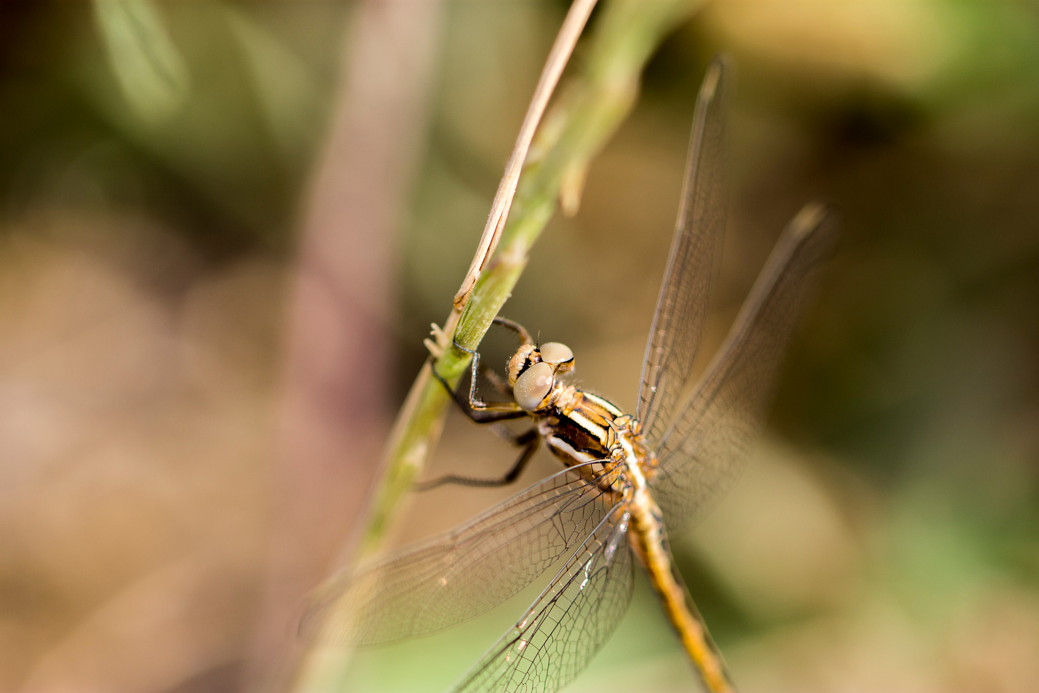 Canon EOS 1100D (EOS Rebel T3 / EOS Kiss X50) + Canon EF 100mm F2.8L Macro IS USM sample photo. Dragonfly photography
