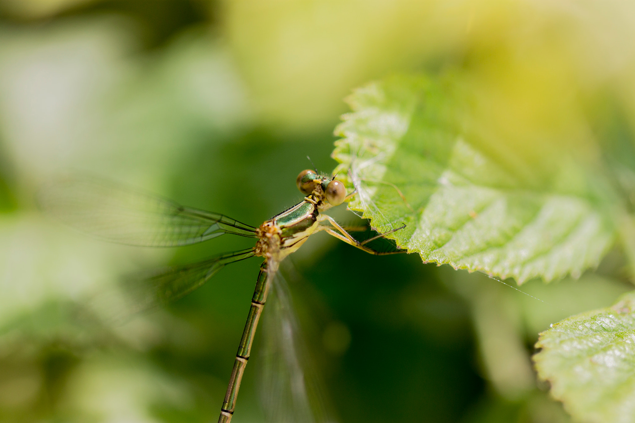 Canon EOS 1100D (EOS Rebel T3 / EOS Kiss X50) + Canon EF 100mm F2.8L Macro IS USM sample photo. Green dragonfly photography