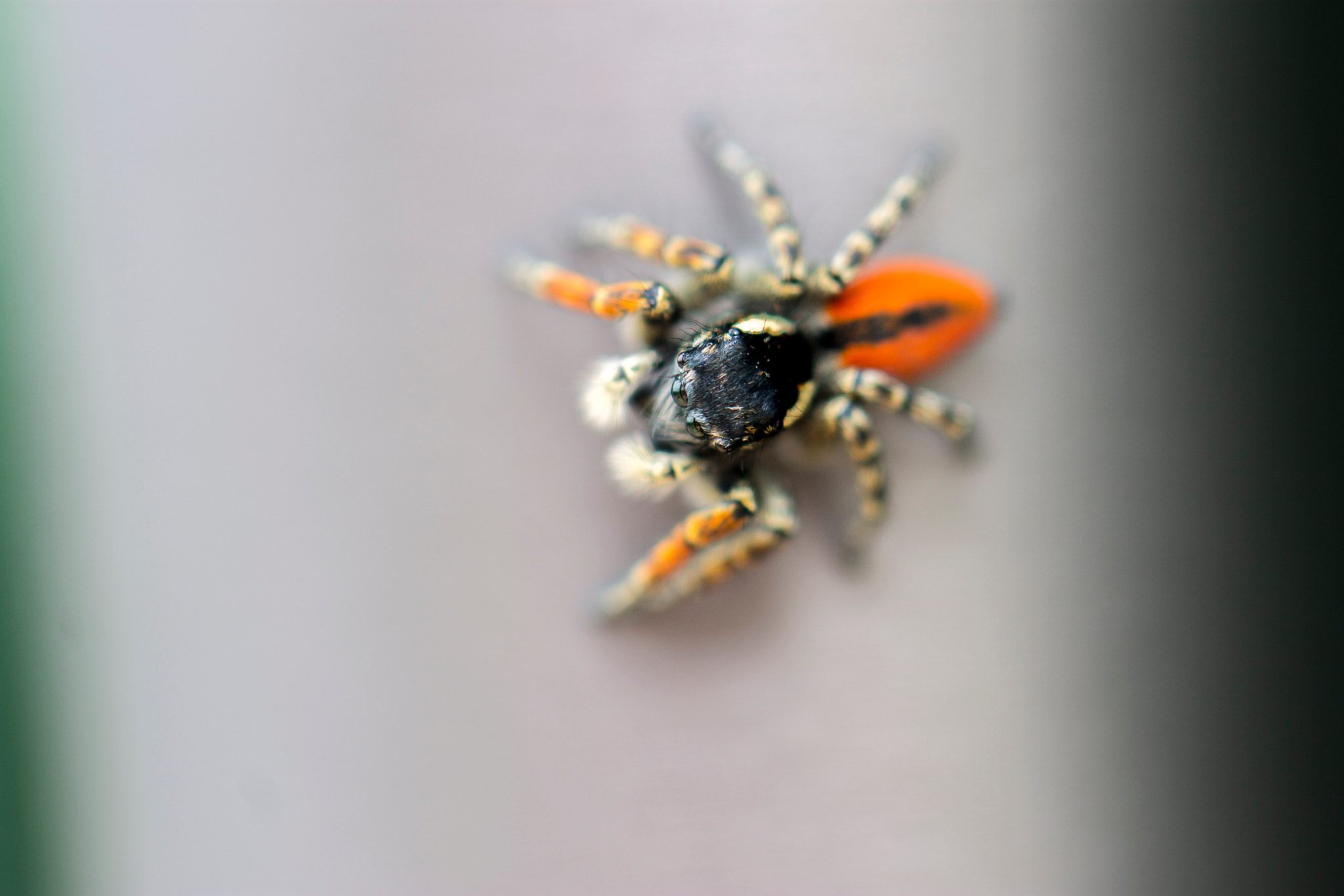 Canon EOS 1100D (EOS Rebel T3 / EOS Kiss X50) + Canon EF 100mm F2.8L Macro IS USM sample photo. Ladybird spider photography
