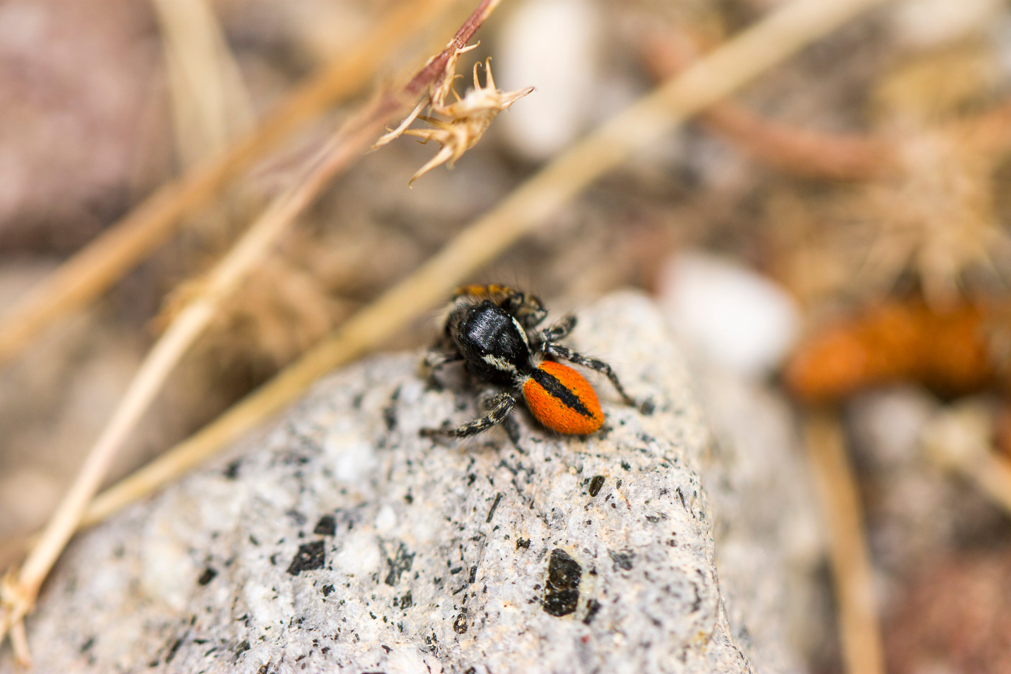 Canon EOS 1100D (EOS Rebel T3 / EOS Kiss X50) + Canon EF 100mm F2.8L Macro IS USM sample photo. Ladybird spider photography