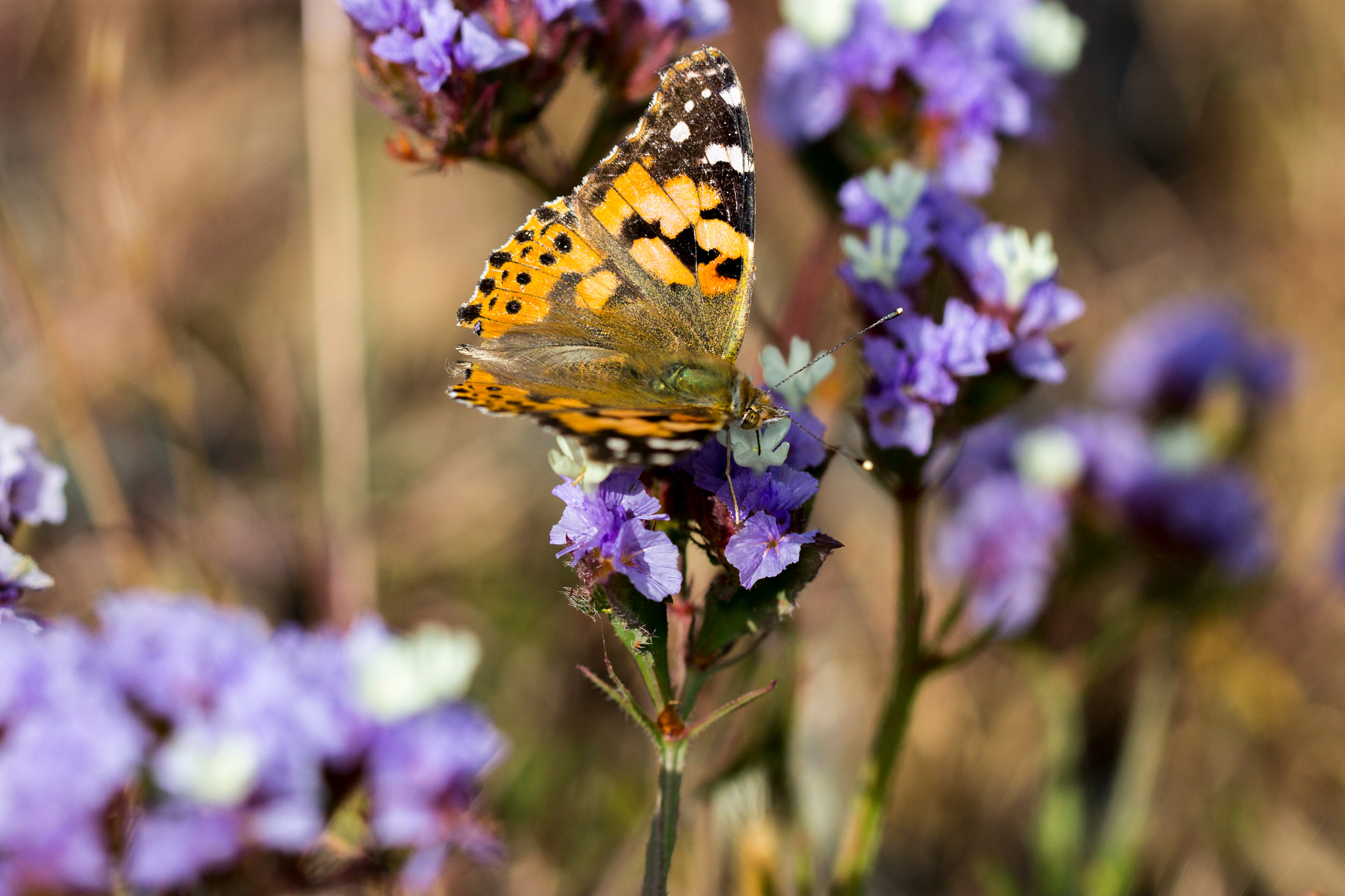 Canon EOS 1100D (EOS Rebel T3 / EOS Kiss X50) + Canon EF 100mm F2.8L Macro IS USM sample photo. Painted lady butterfly photography