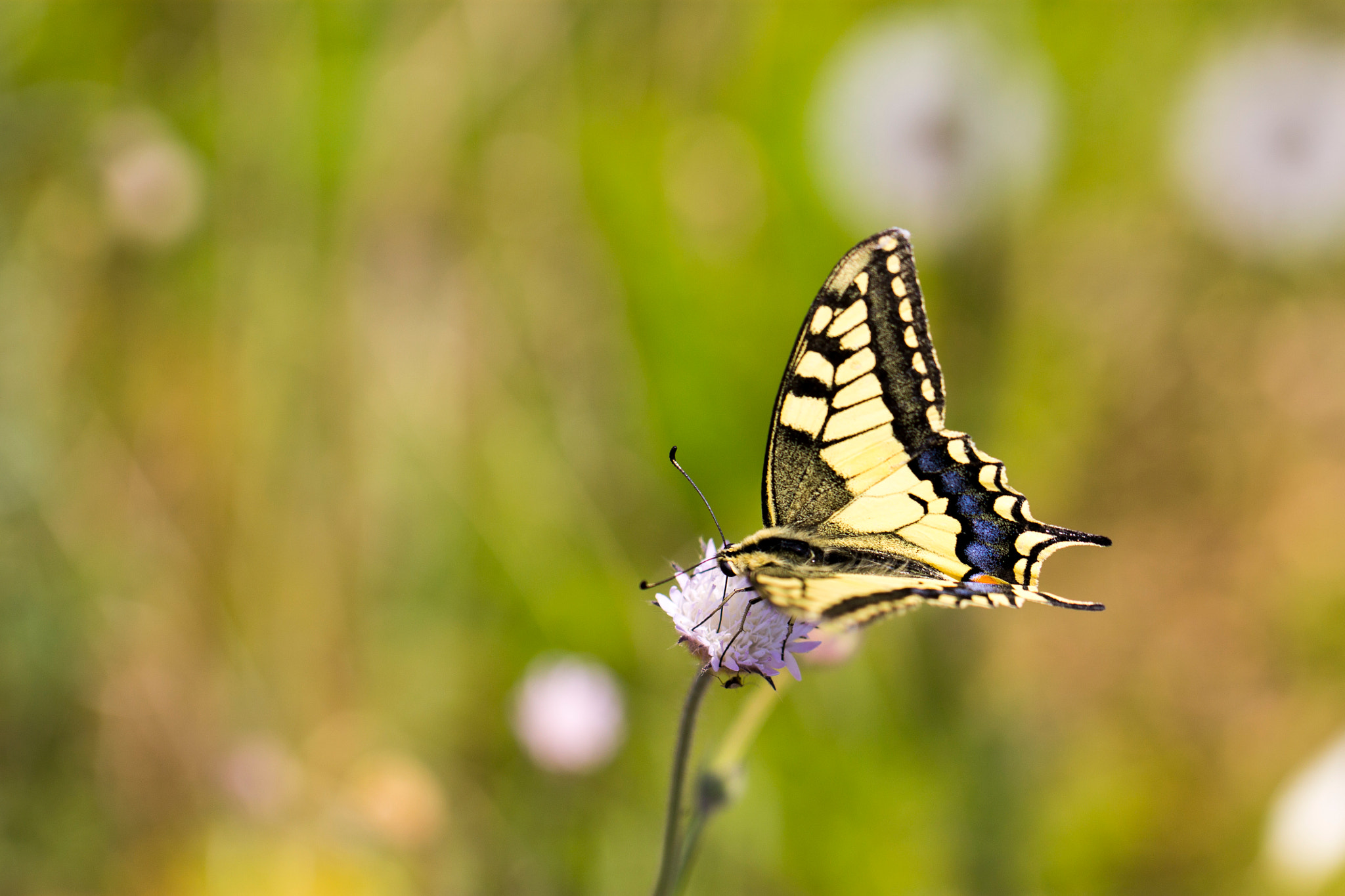 Canon EOS 1100D (EOS Rebel T3 / EOS Kiss X50) + Canon EF 100mm F2.8L Macro IS USM sample photo. Eastern true swallowtail butterfly photography