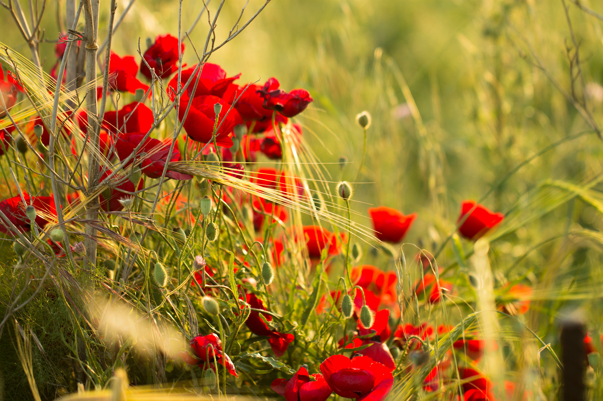 Canon EOS 1100D (EOS Rebel T3 / EOS Kiss X50) + Canon EF 100mm F2.8L Macro IS USM sample photo. Poppies in sunlight photography