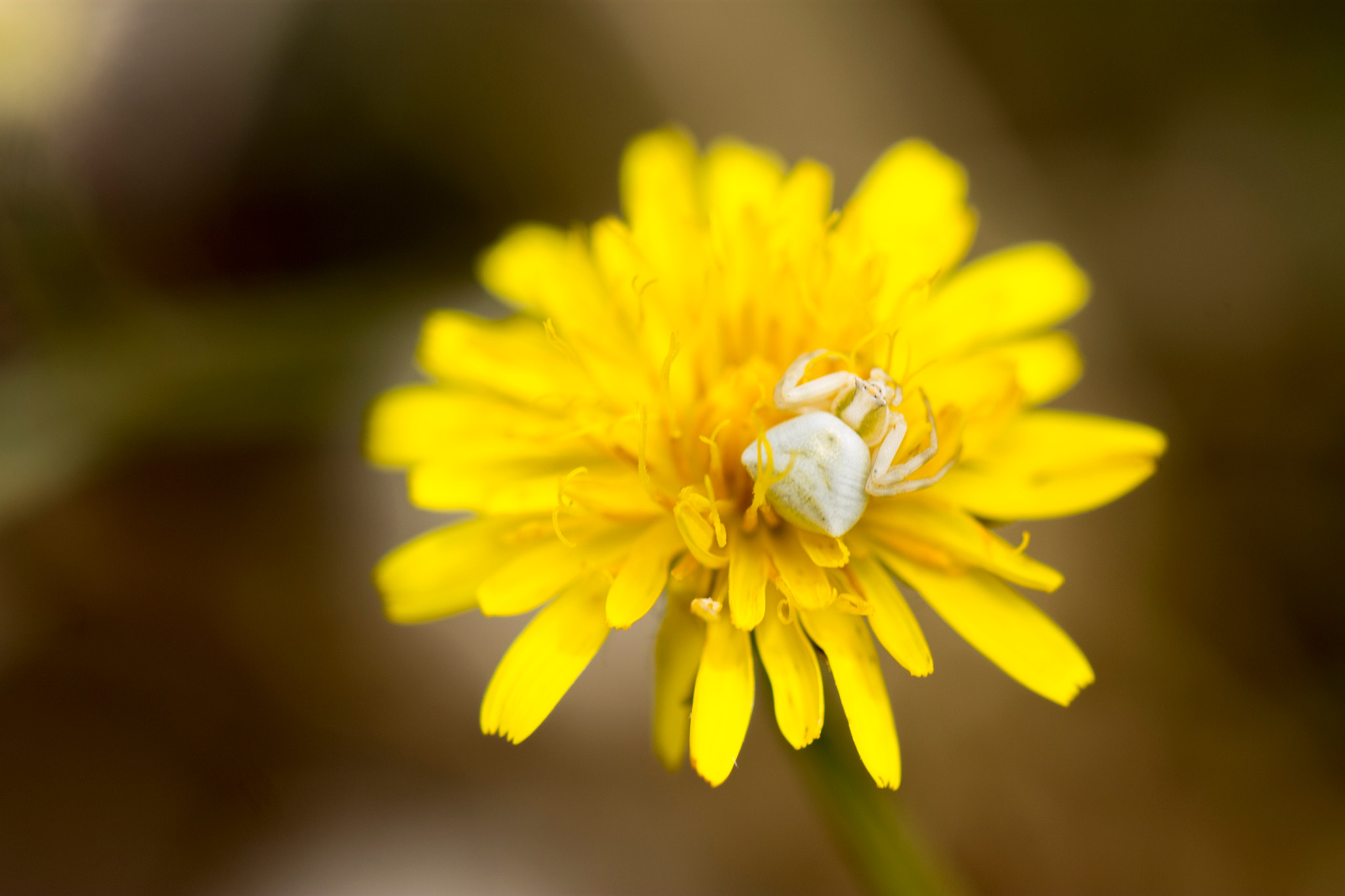 Canon EOS 1100D (EOS Rebel T3 / EOS Kiss X50) + Canon EF 100mm F2.8L Macro IS USM sample photo. White flower crab spider photography