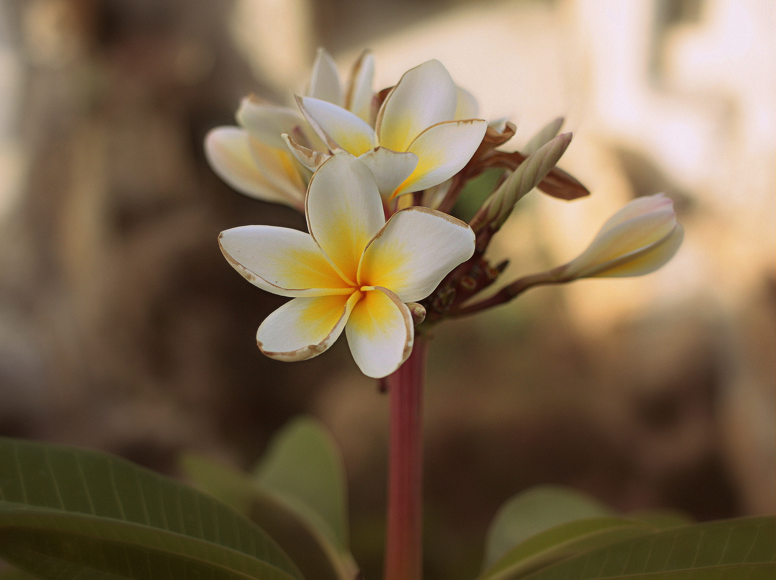 Canon EF-S 24mm F2.8 STM sample photo