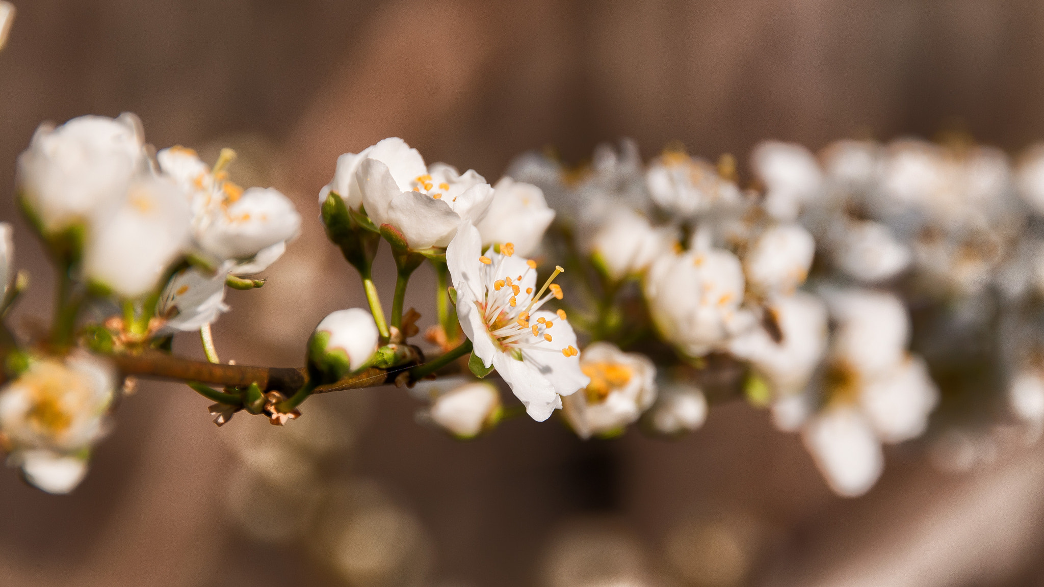 Sigma 18-200mm F3.5-6.3 II DC OS HSM sample photo. Cherry photography