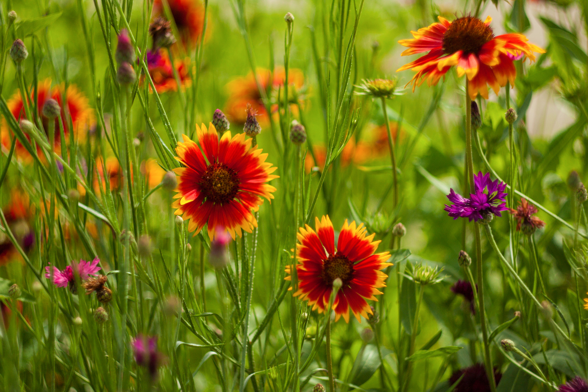 Canon EF 35-80mm f/4-5.6 sample photo. Цветы photography