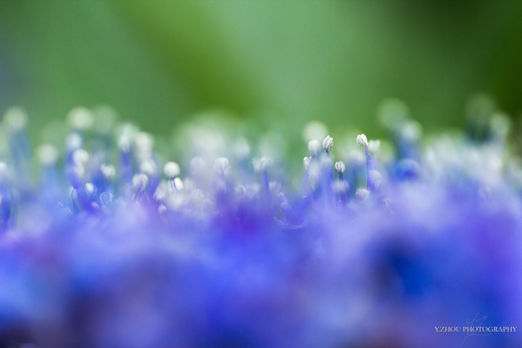 Canon EOS 60D + Sigma 50mm f/2.8 EX sample photo. Hydrangea photography