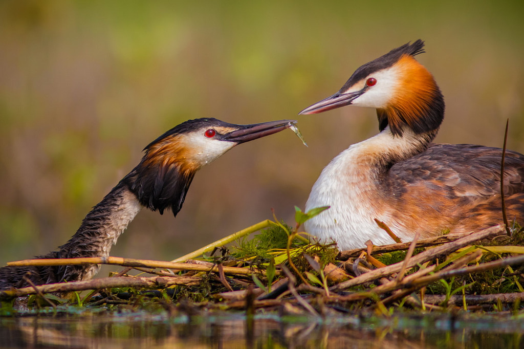 it's all for me? by Dmitriy Vilyunov on 500px.com