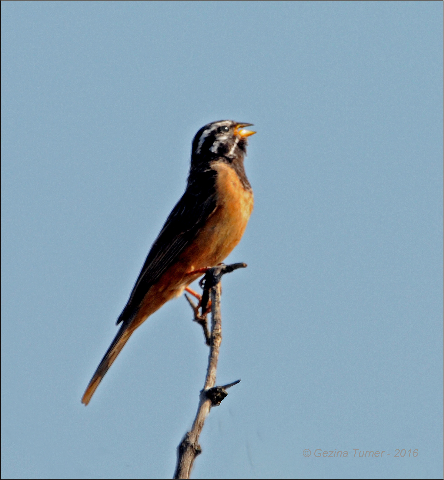 Nikon AF-S Nikkor 400mm F2.8G ED VR II sample photo. Cinnamon-breasted bunting photography
