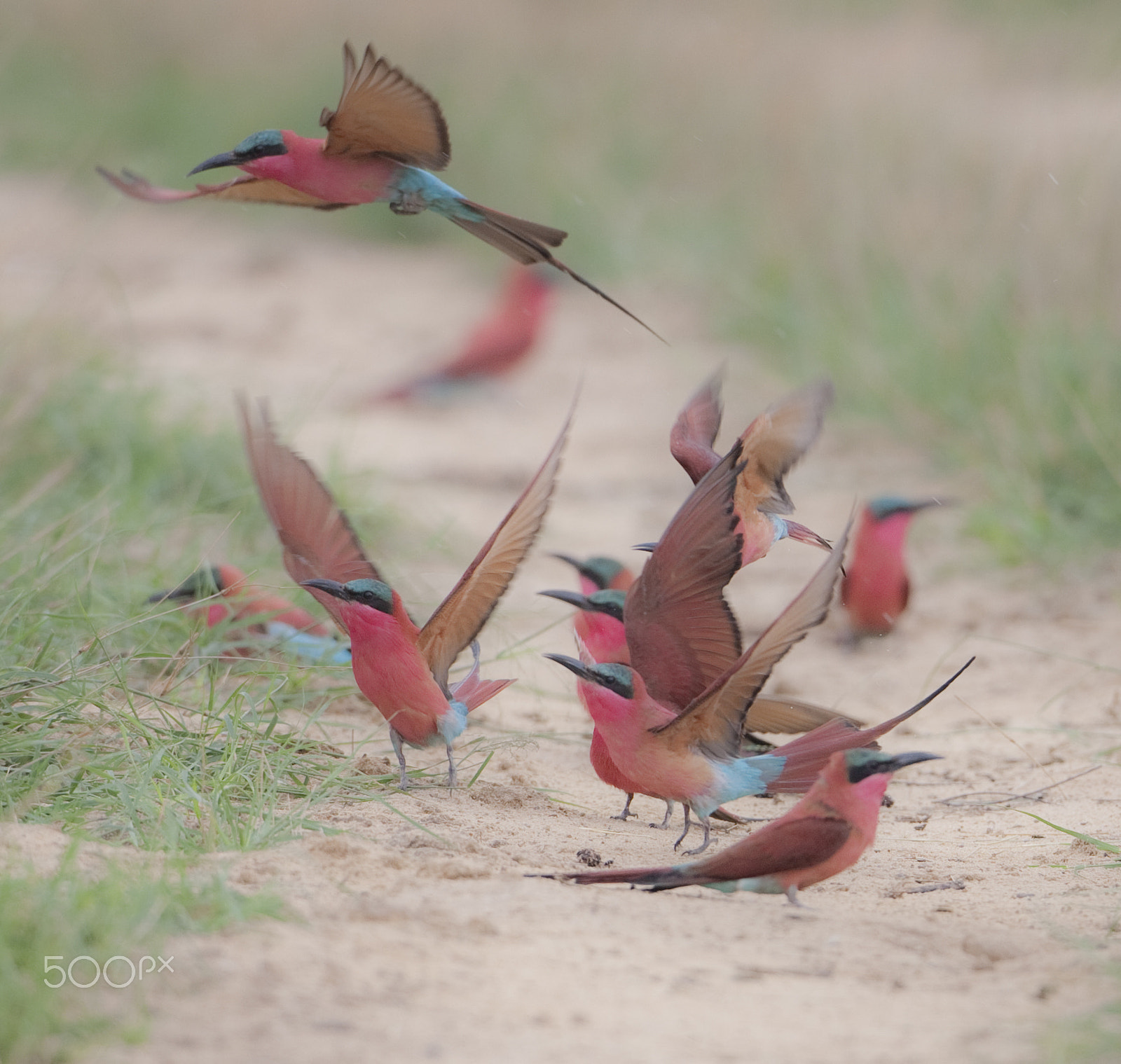 Canon EF 500mm F4L IS USM sample photo. Carmine chaos photography